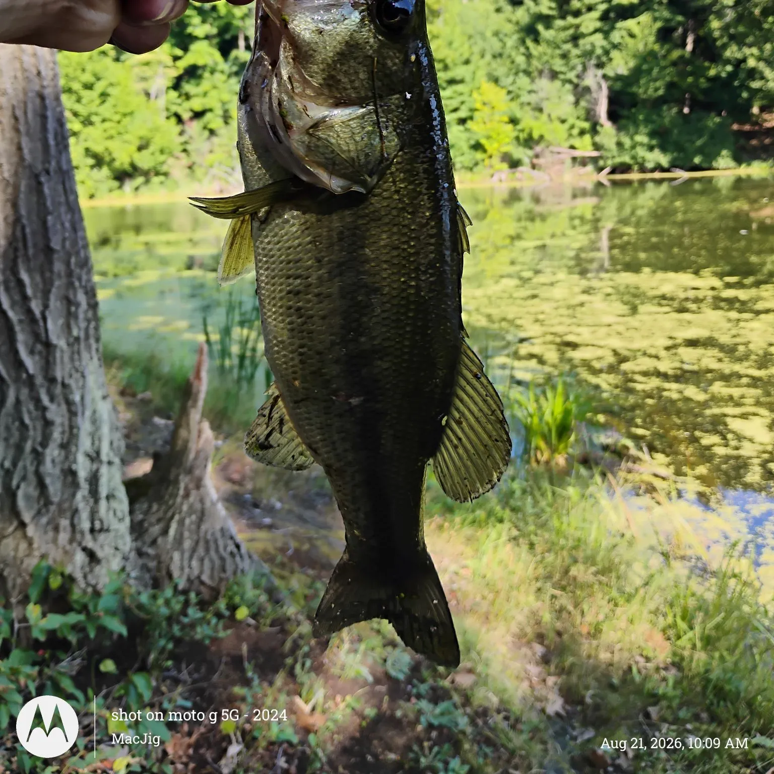 Largemouth bass caught on Fishbrain