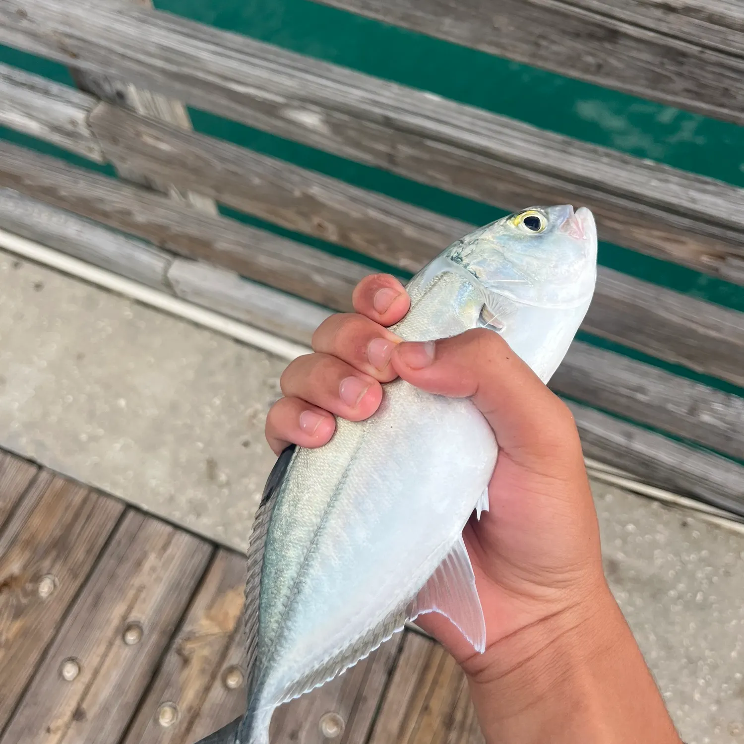 Blue runner caught on Fishbrain