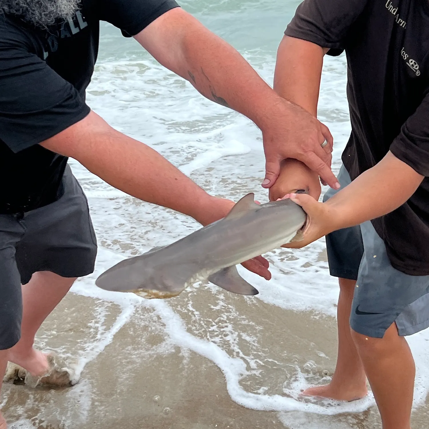 Spinner shark caught on Fishbrain