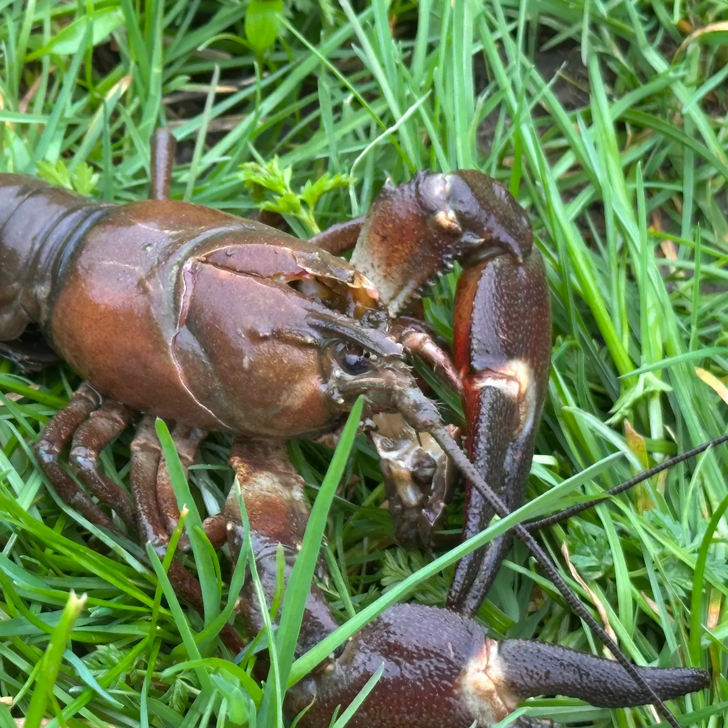 The most recent Signal crayfish catches on Fishbrain
