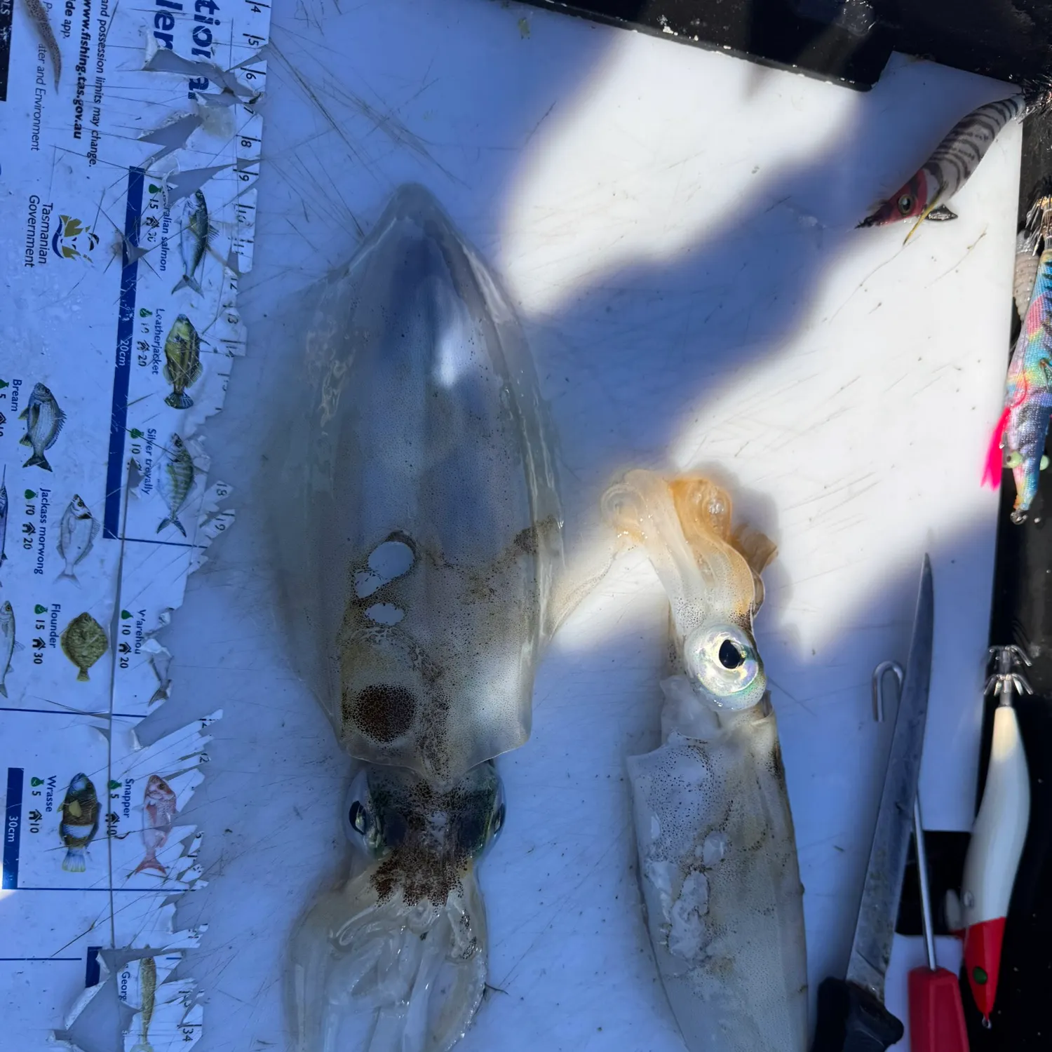 recently logged catches