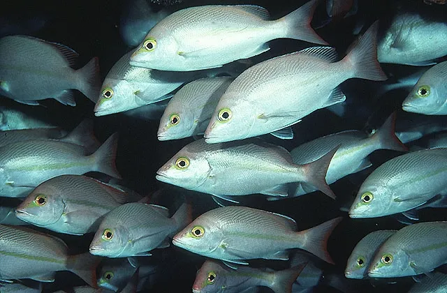 Yellow-banded snapper