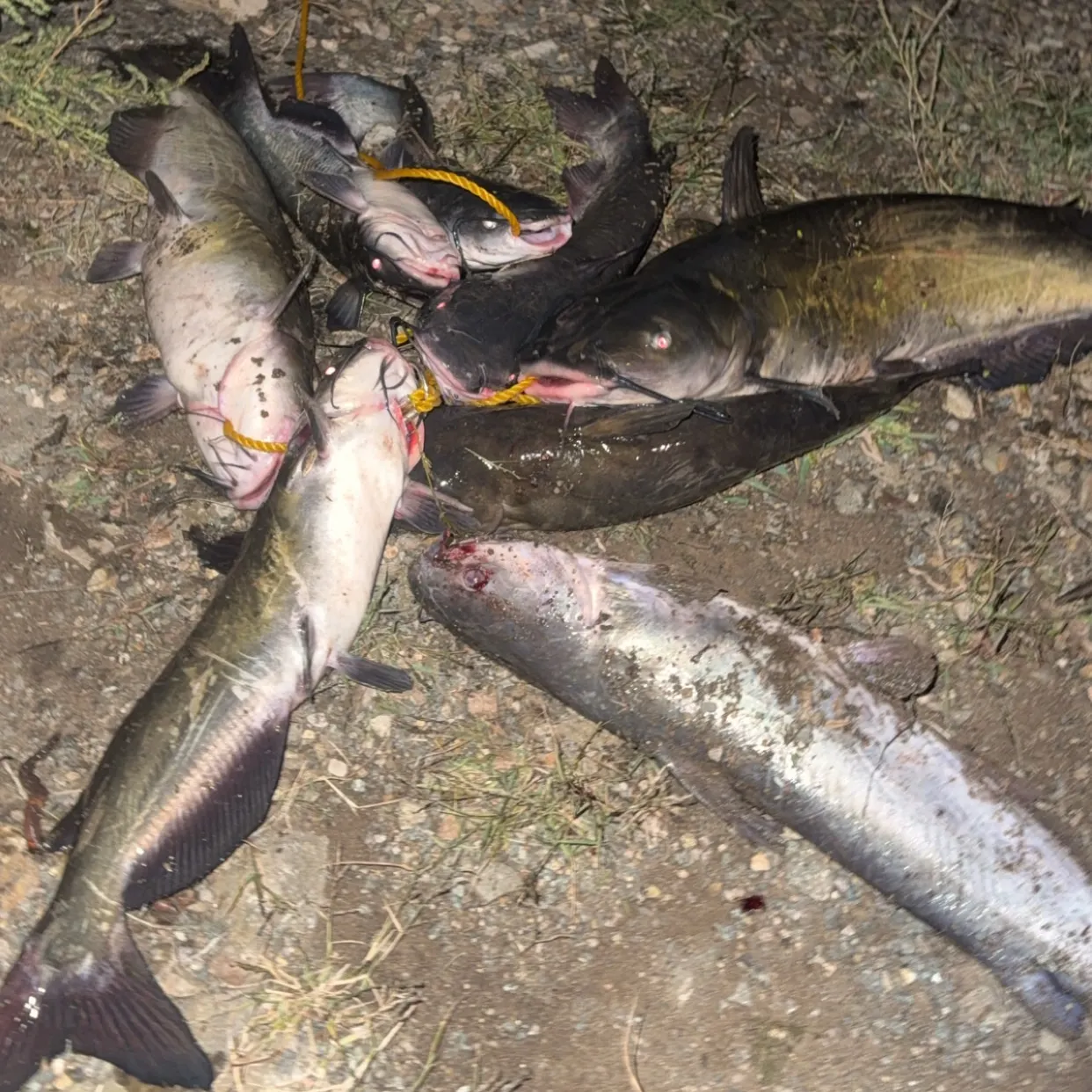 Channel catfish caught on Fishbrain