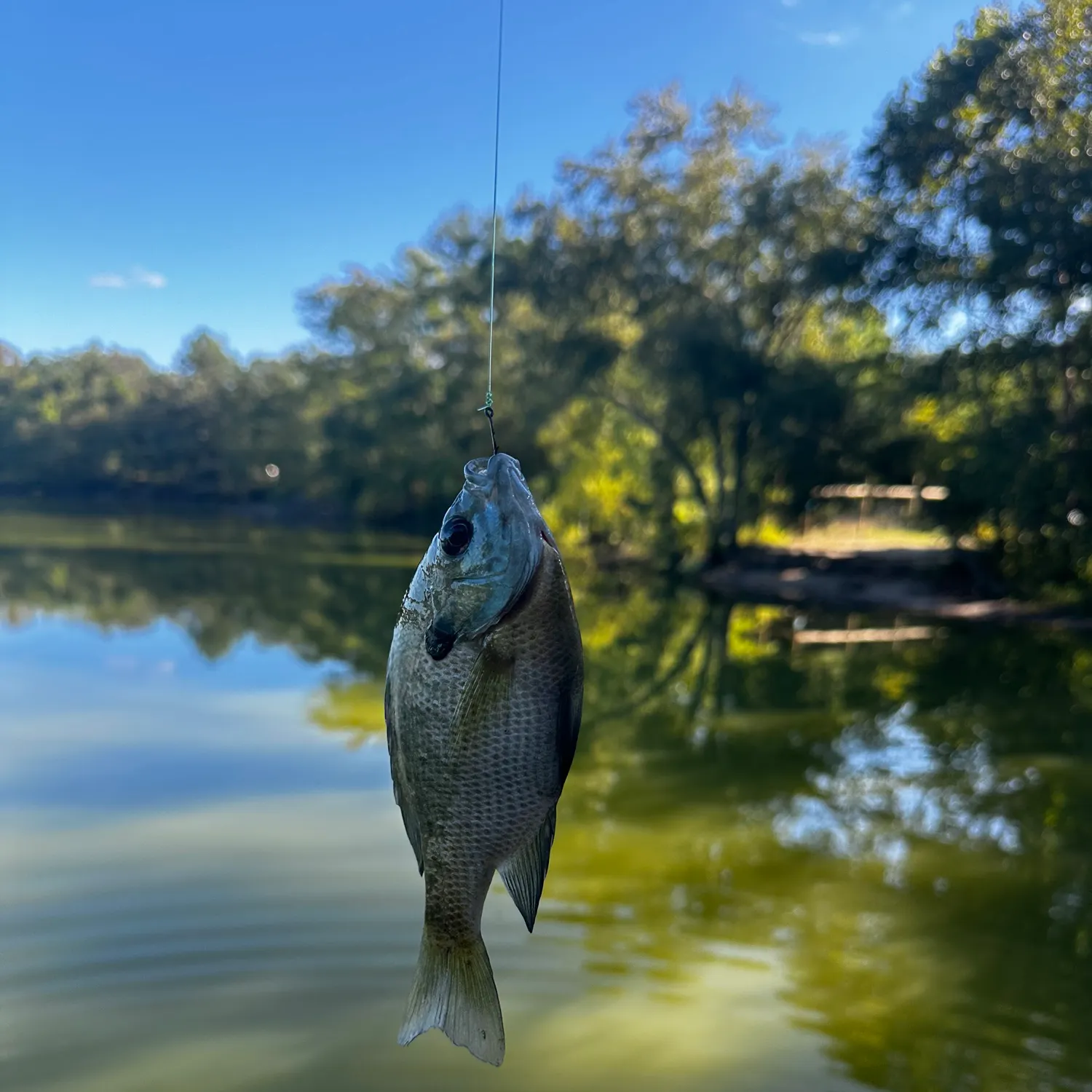 Bluegill caught on Fishbrain