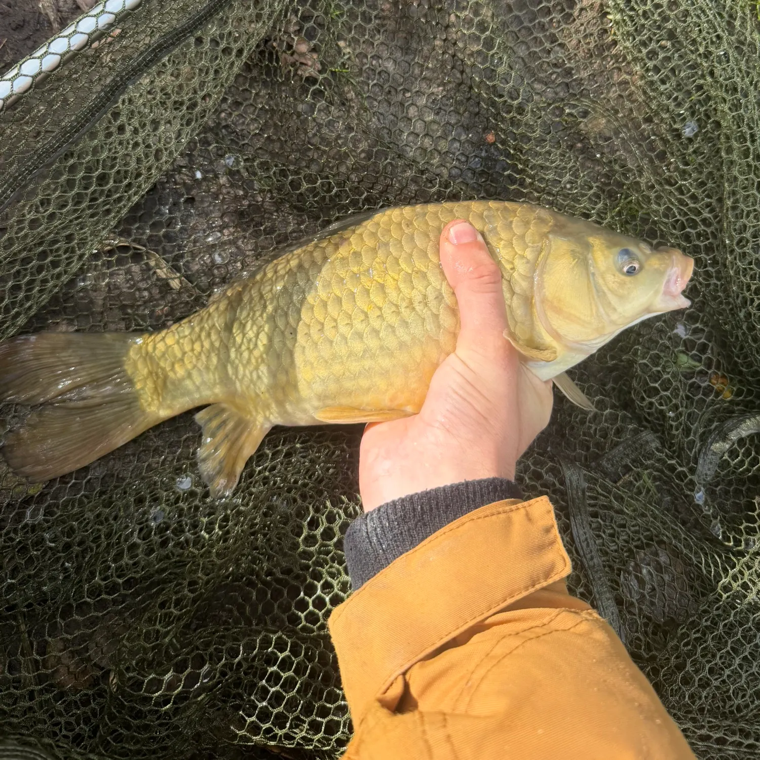 Crucian carp caught on Fishbrain