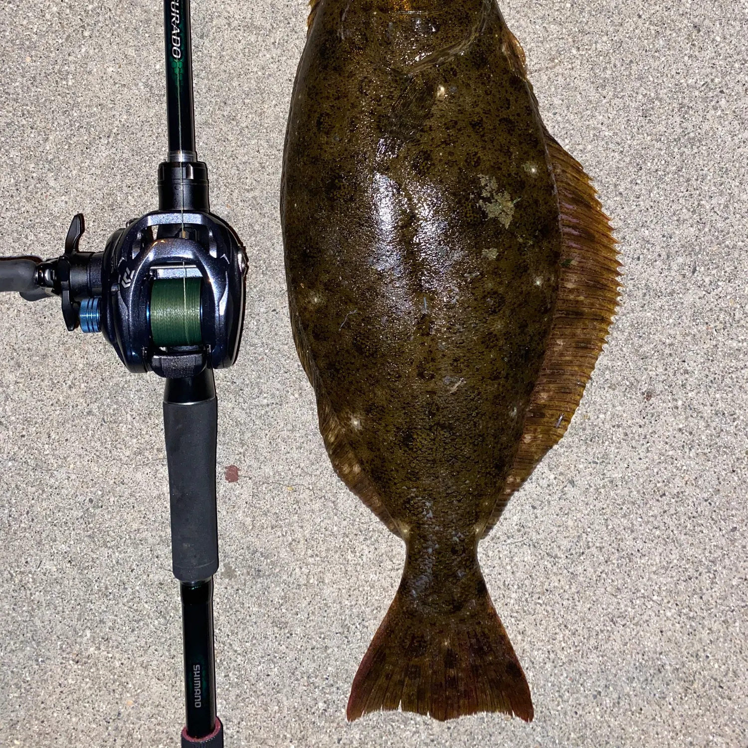 California halibut caught on Fishbrain