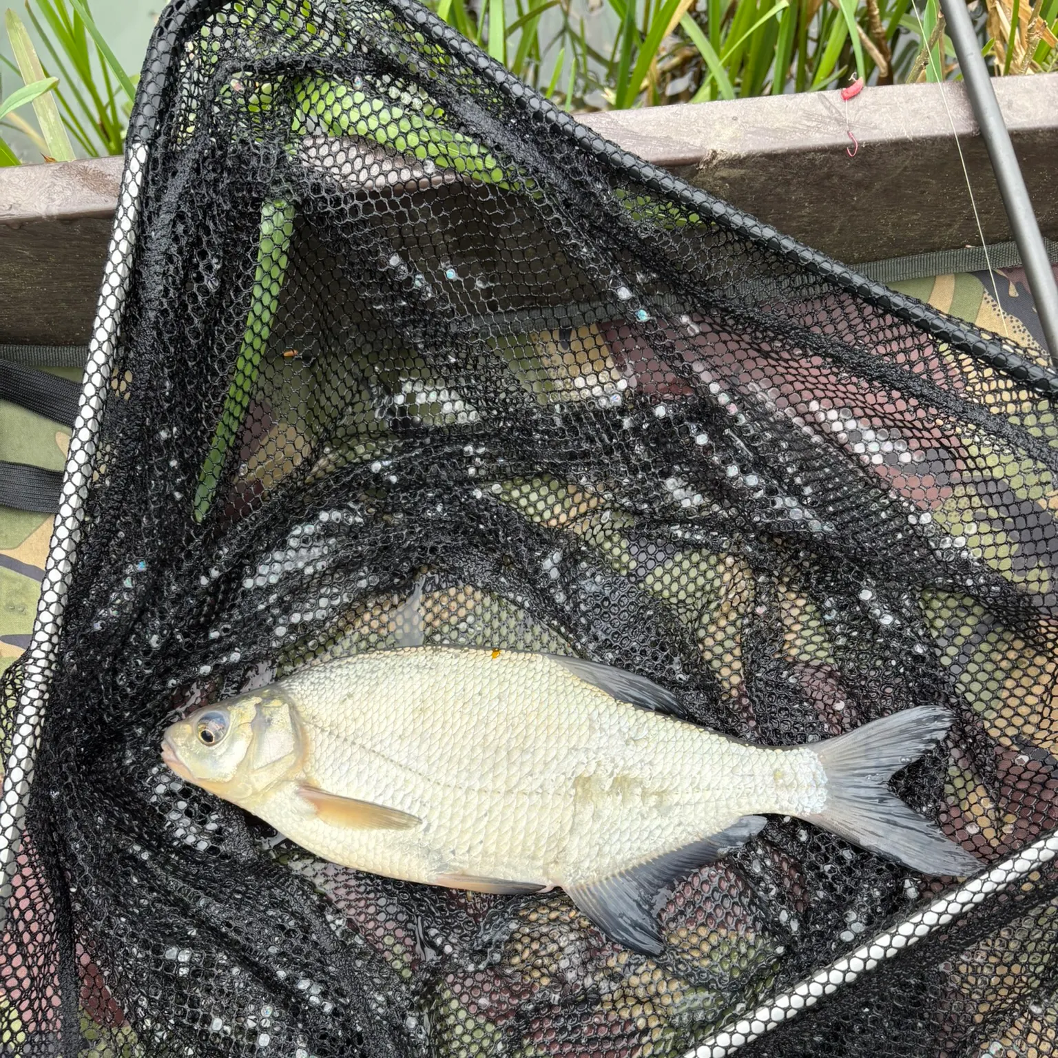The most recent Common bream catches on Fishbrain