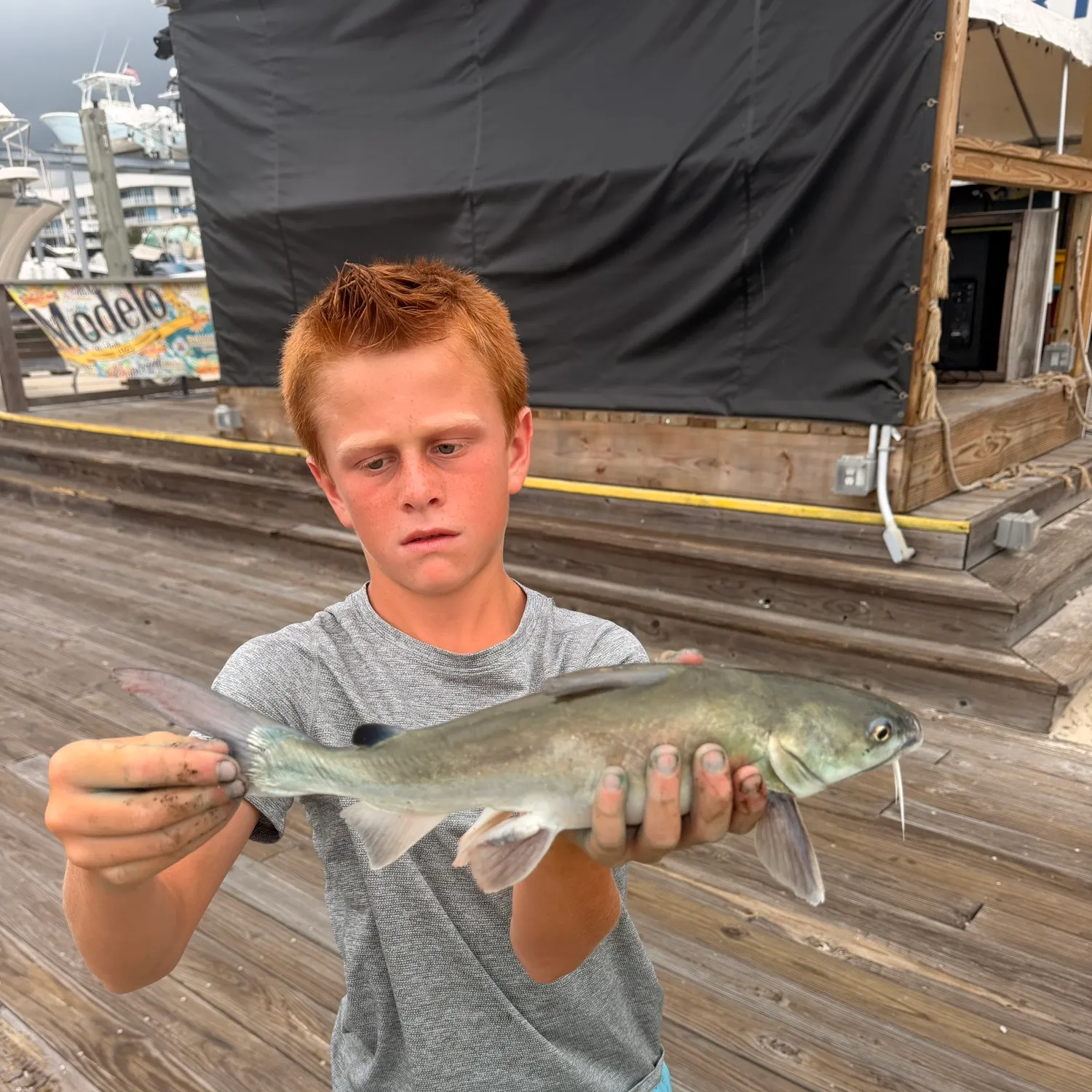 The most recent Gafftopsail sea catfish catches on Fishbrain