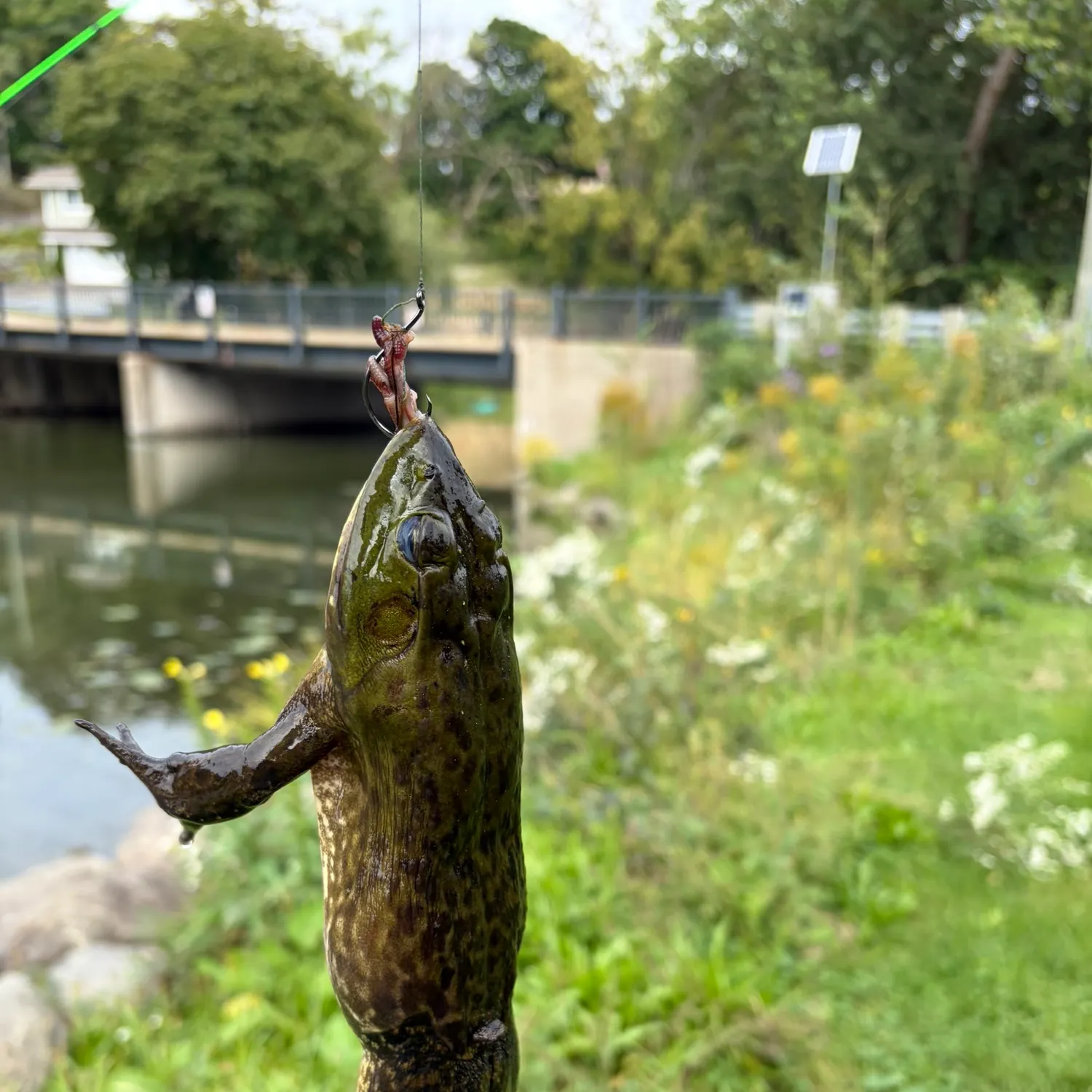 The most recent American bullfrog catches on Fishbrain