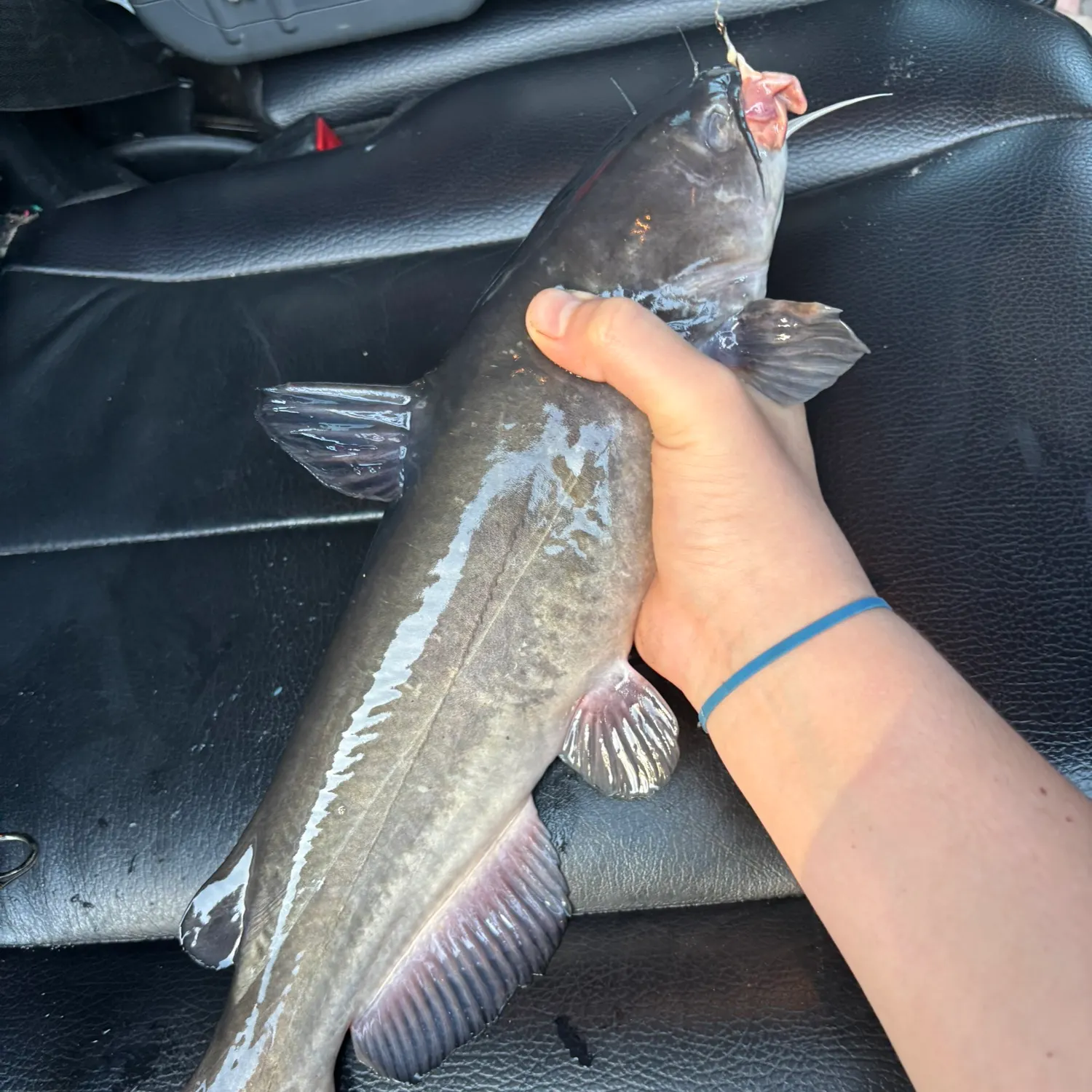 The most recent White bullhead catches on Fishbrain