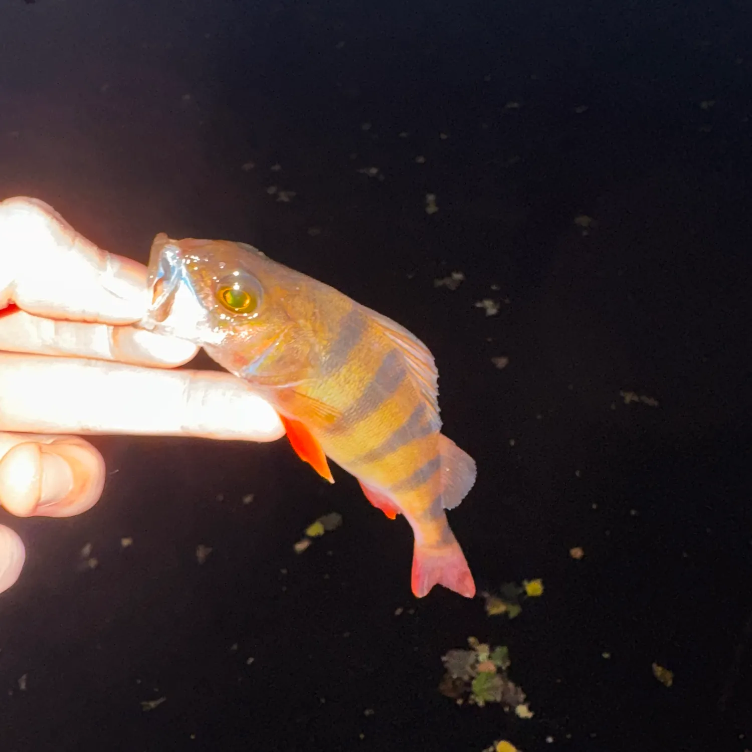 European perch caught on Fishbrain