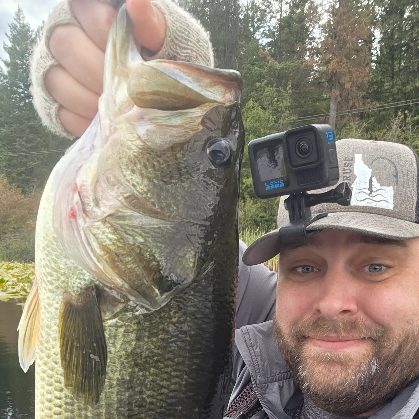 Largemouth bass caught on Fishbrain