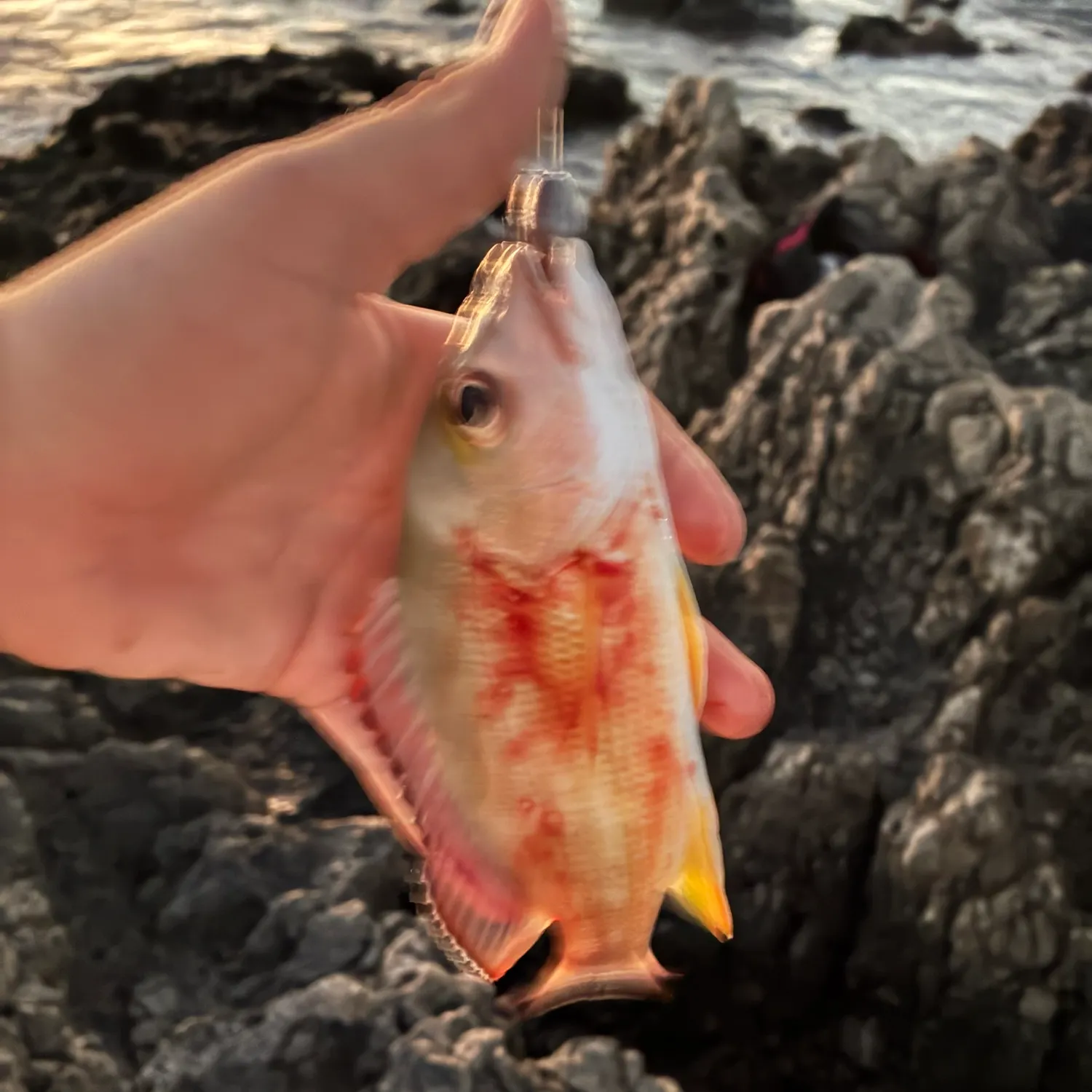 Crimson jobfish caught on Fishbrain