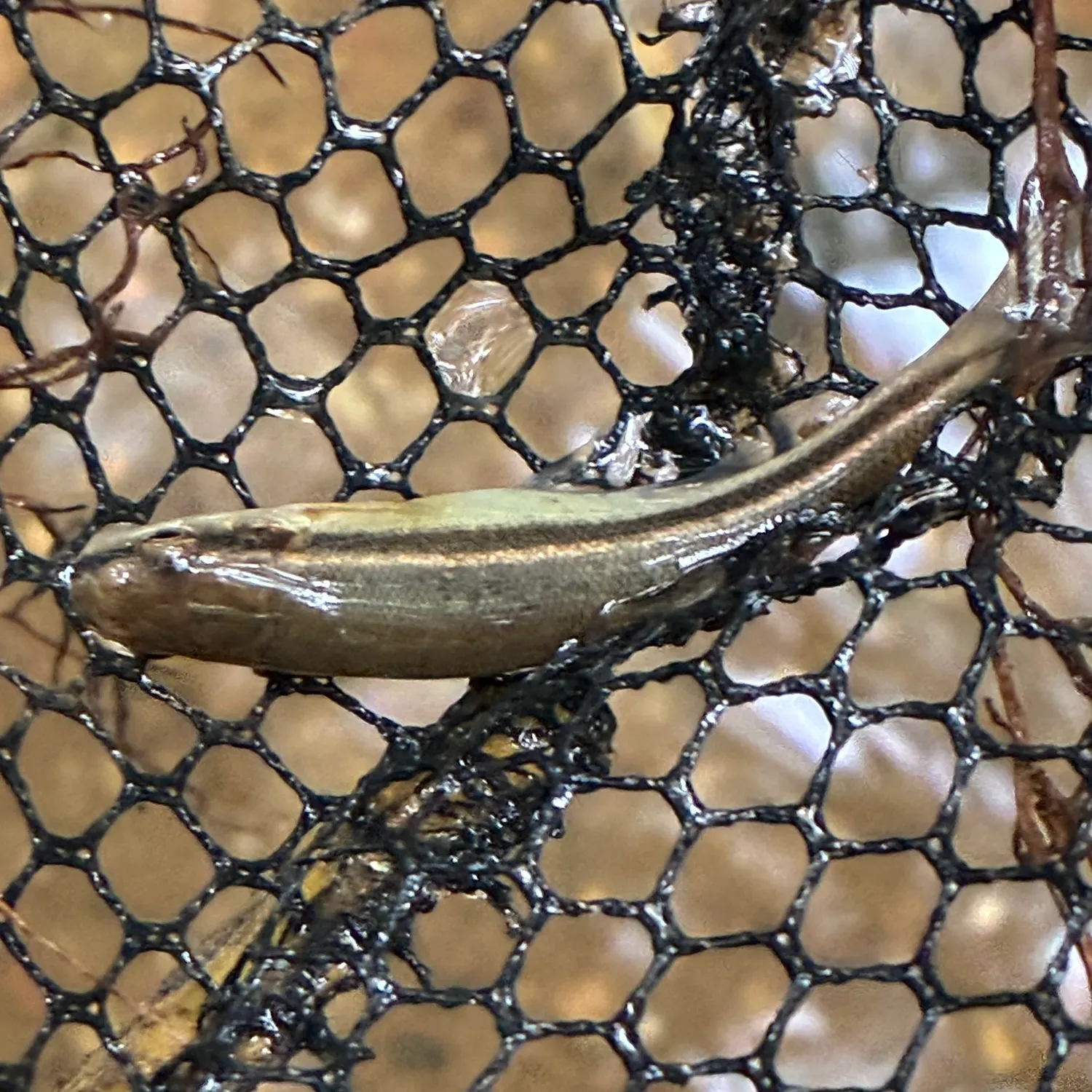 The most recent Eastern blacknose dace catches on Fishbrain