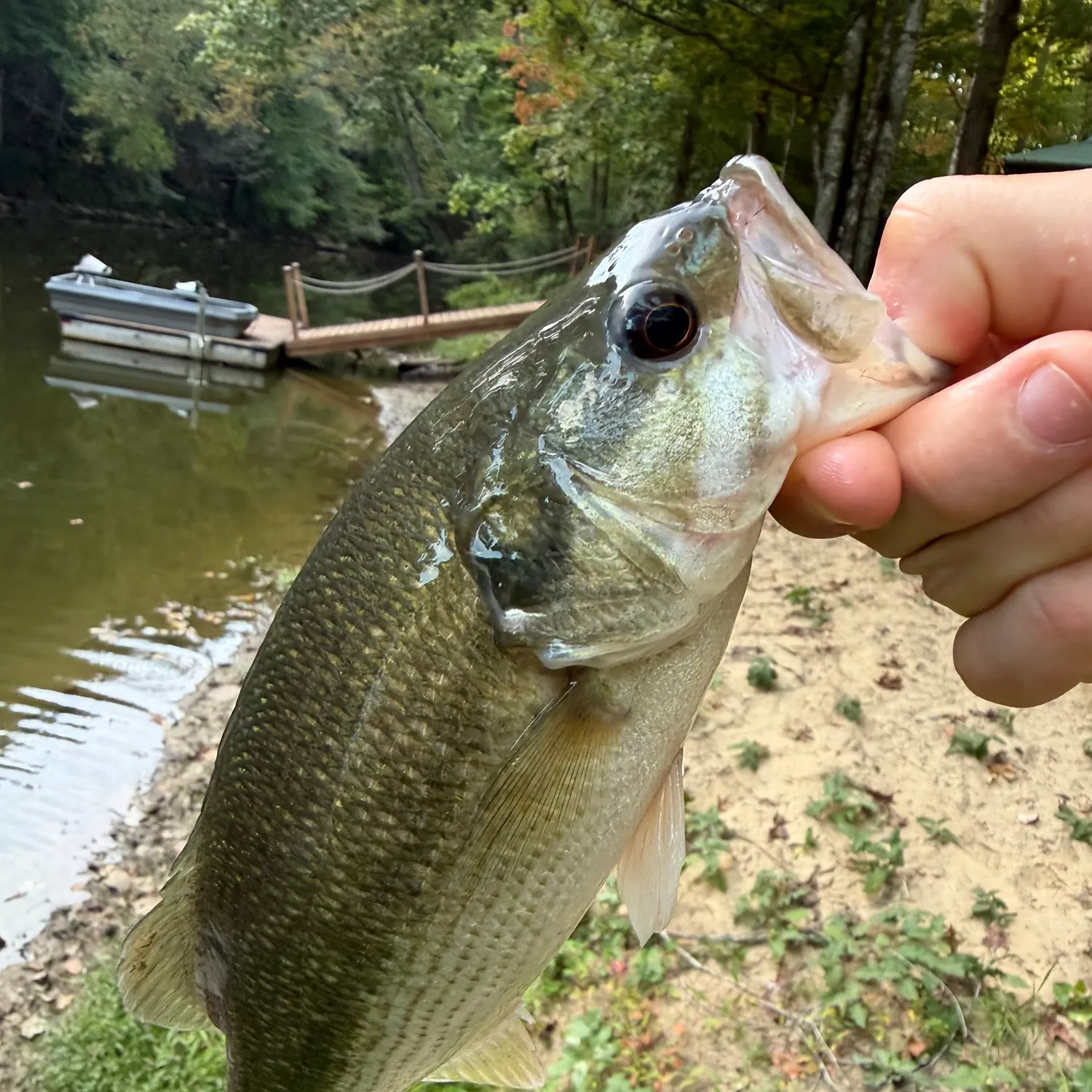 Spotted bass caught on Fishbrain