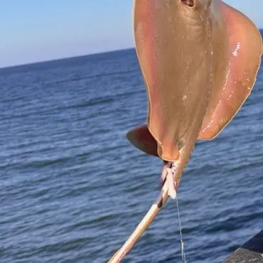 The most recent Blue skate catches on Fishbrain