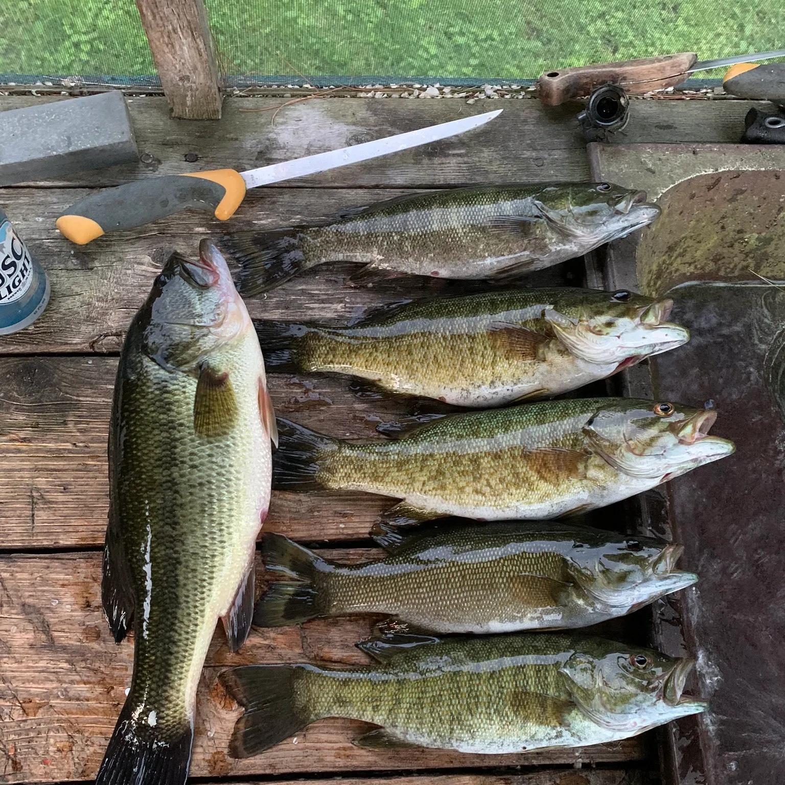 recently logged catches