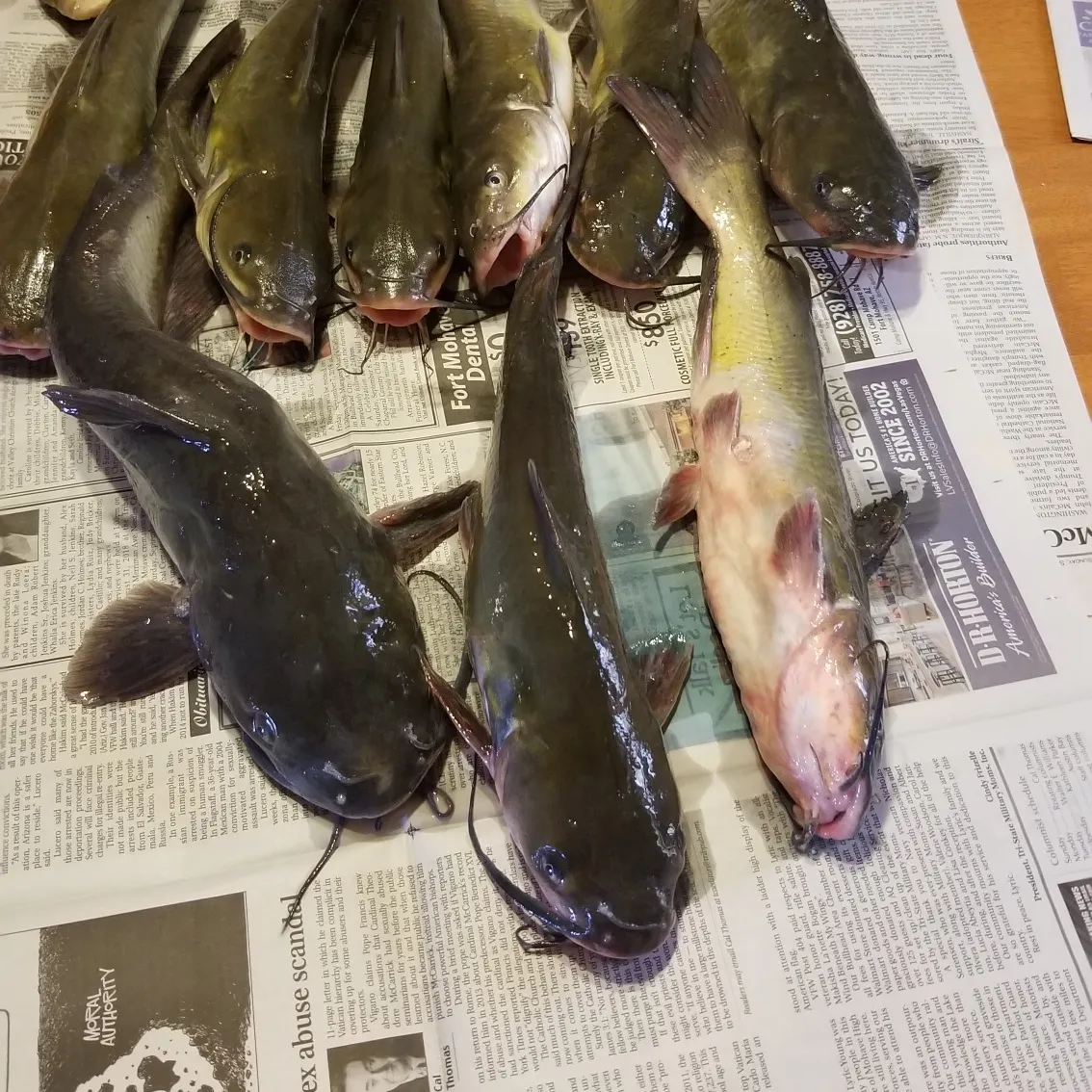 recently logged catches