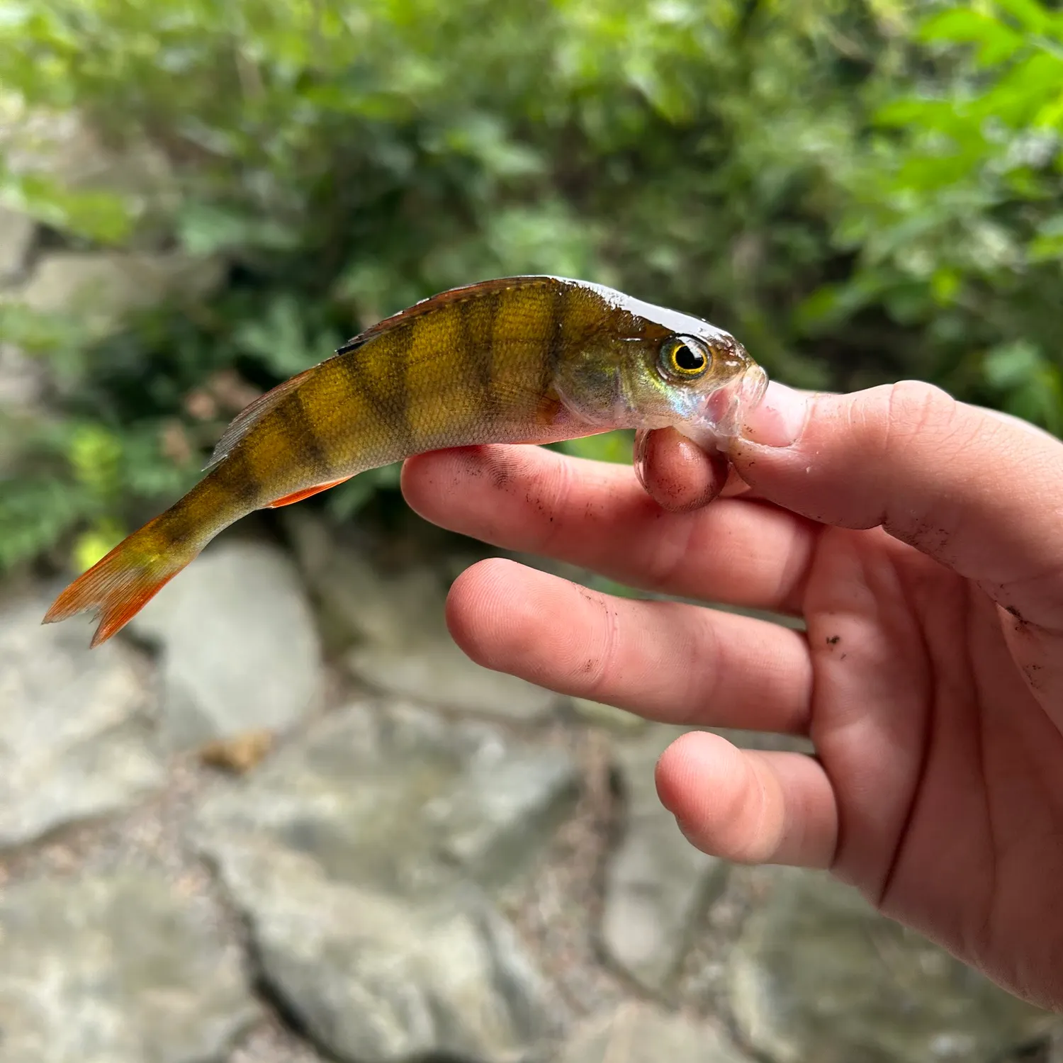 European perch caught on Fishbrain