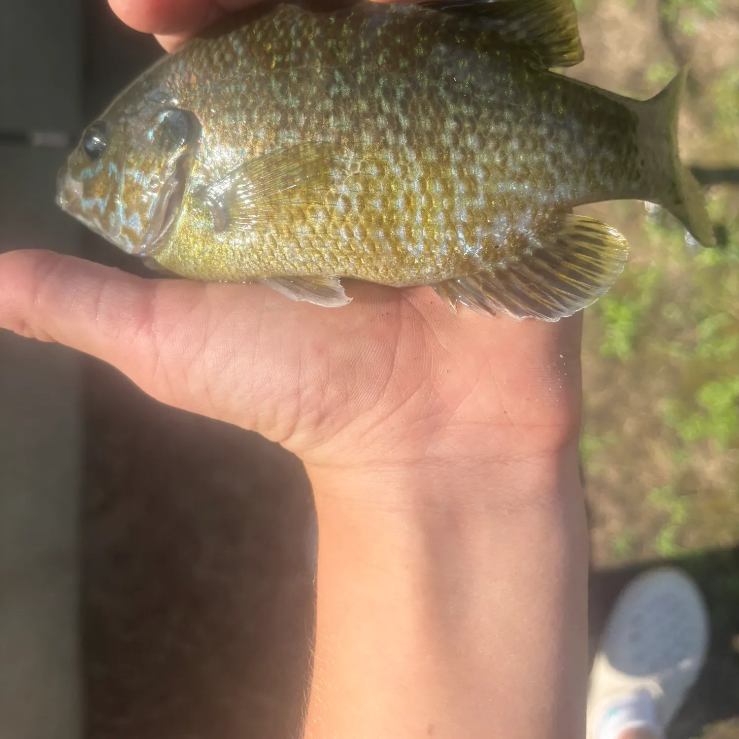 Greengill hybrid caught on Fishbrain