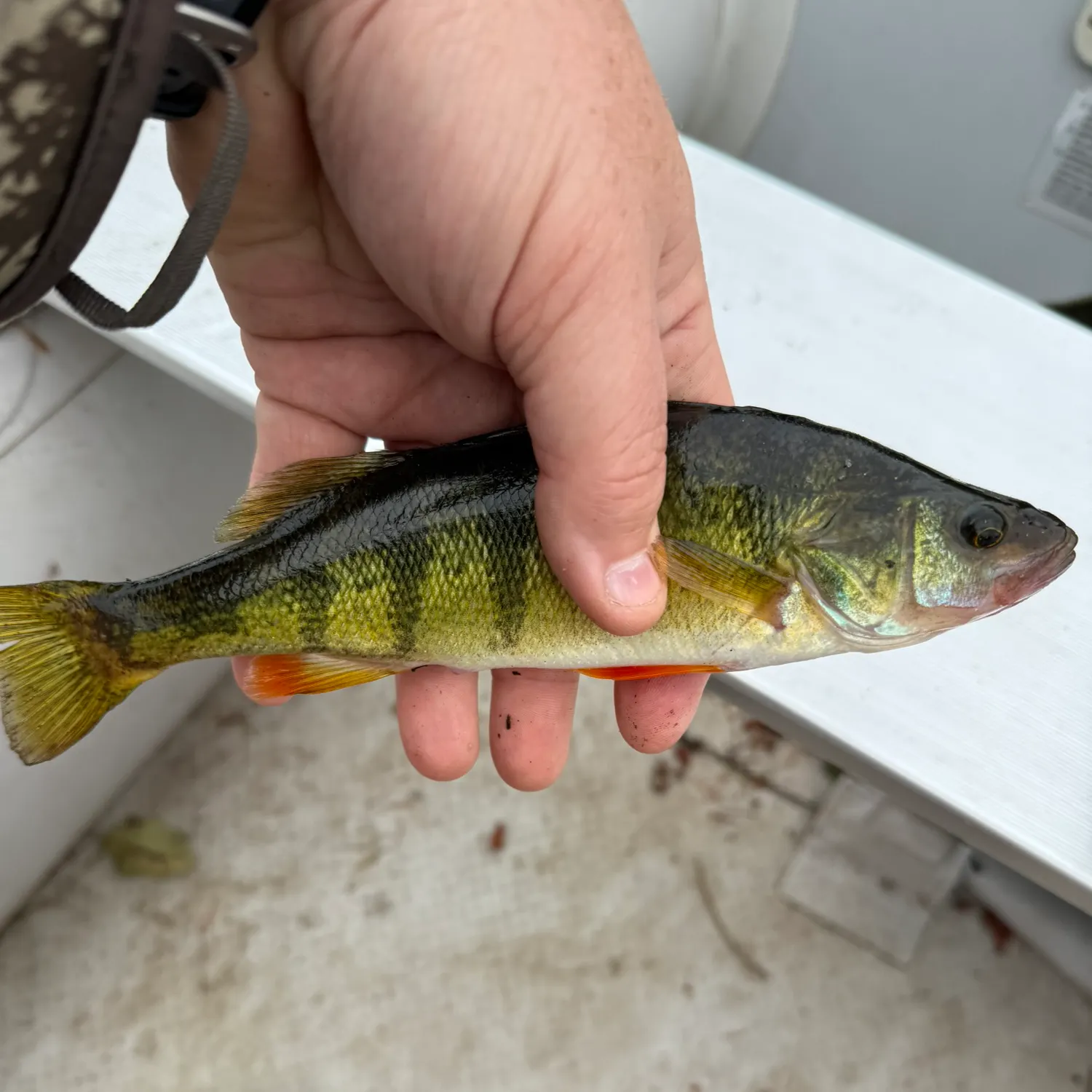 Yellow perch caught on Fishbrain