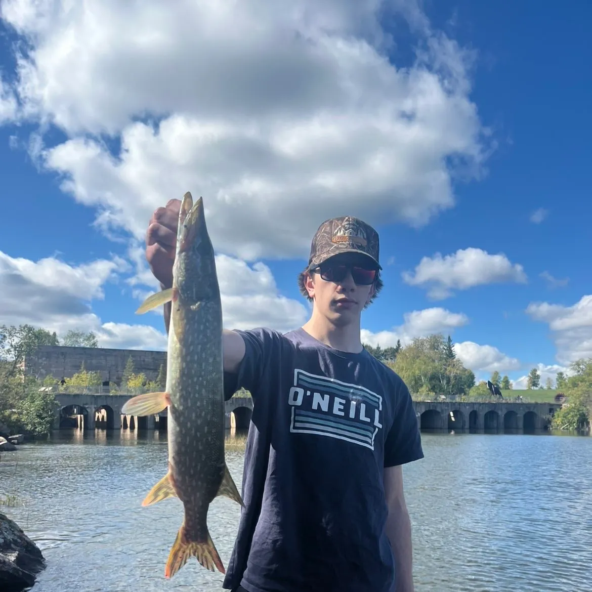 Northern pike caught on Fishbrain