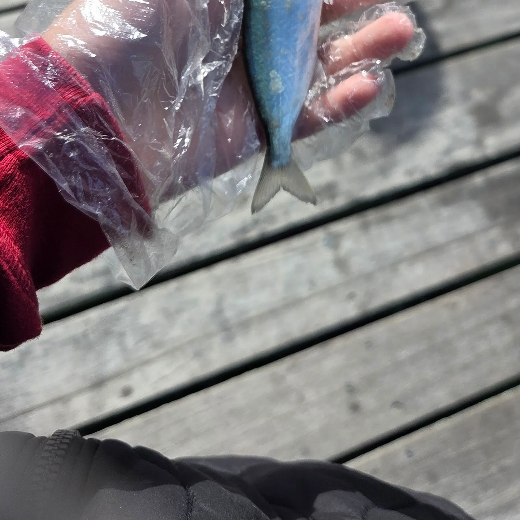Bluefish caught on Fishbrain