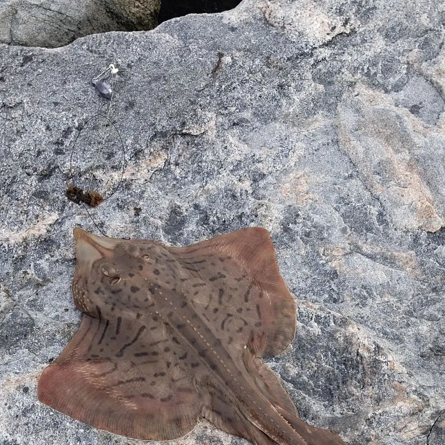 The most recent Clearnose skate catches on Fishbrain