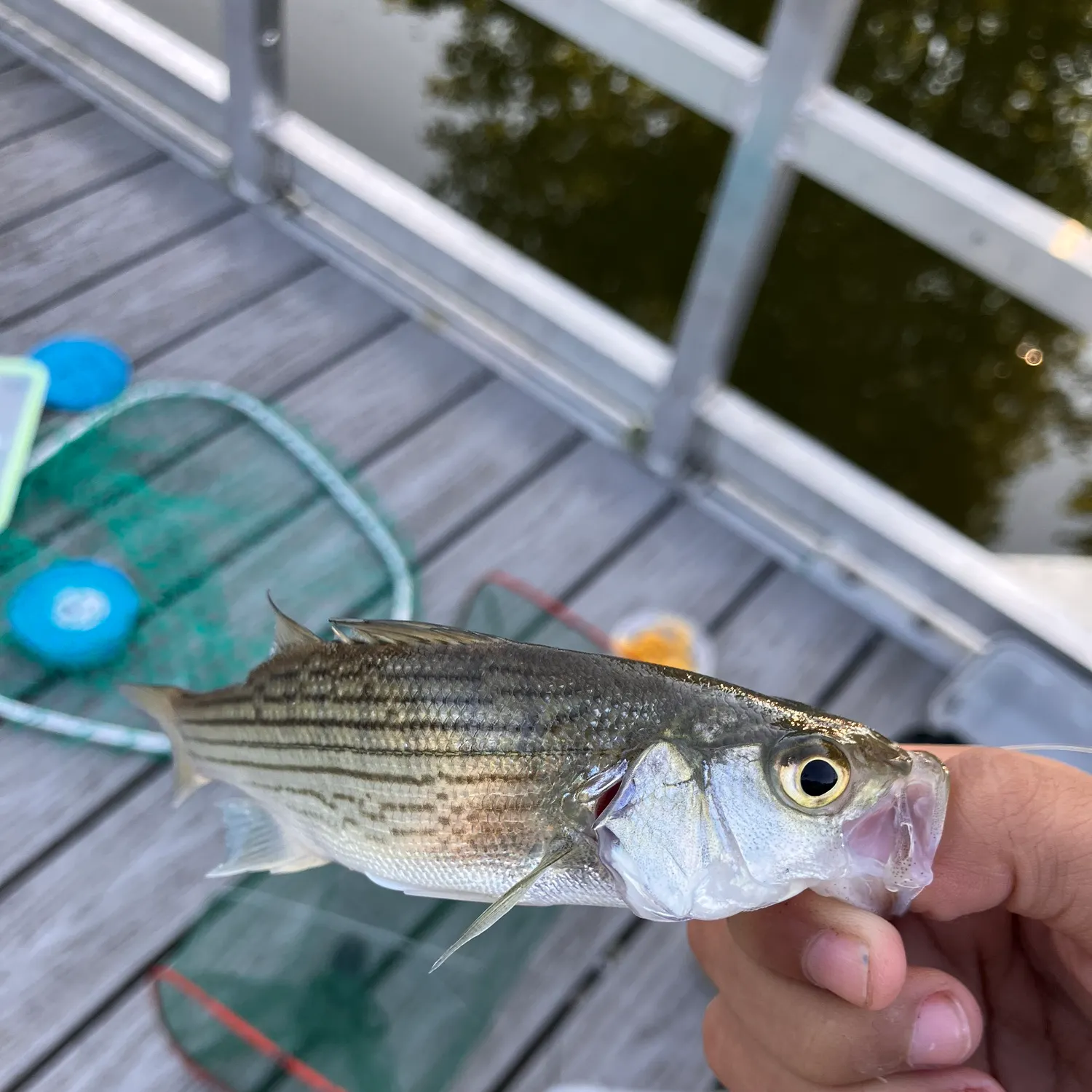 Striped bass caught on Fishbrain
