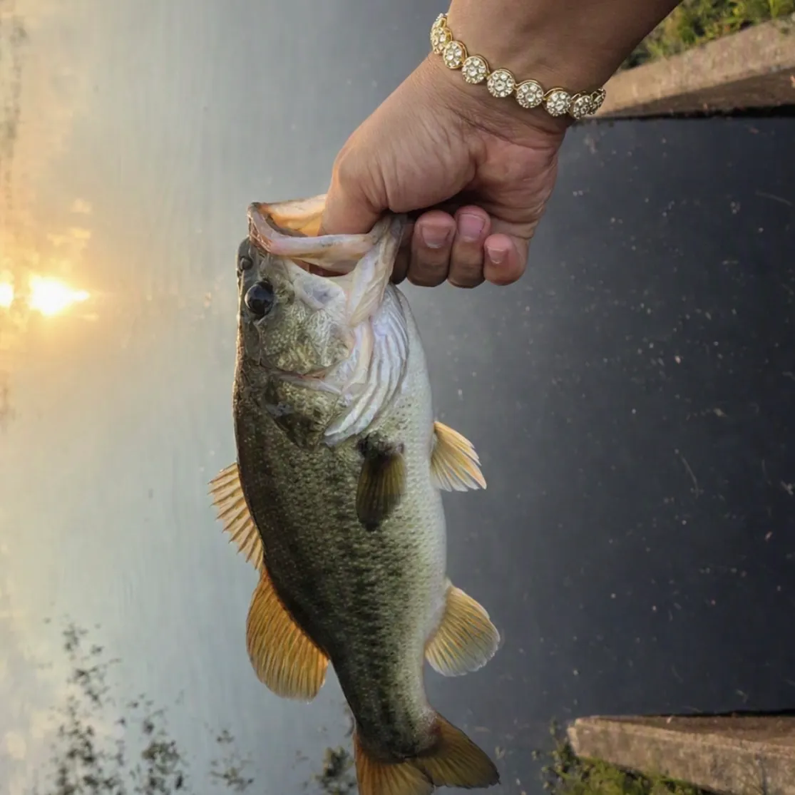 Largemouth bass caught on Fishbrain