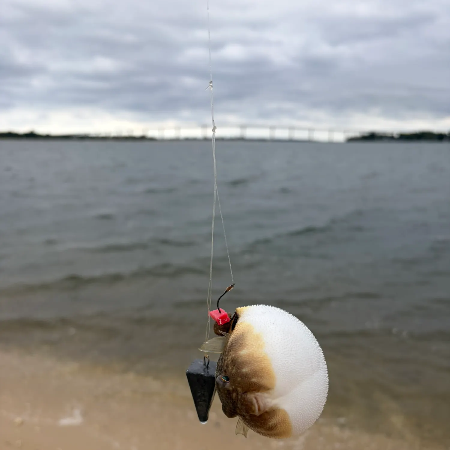 The most recent Northern puffer catches on Fishbrain