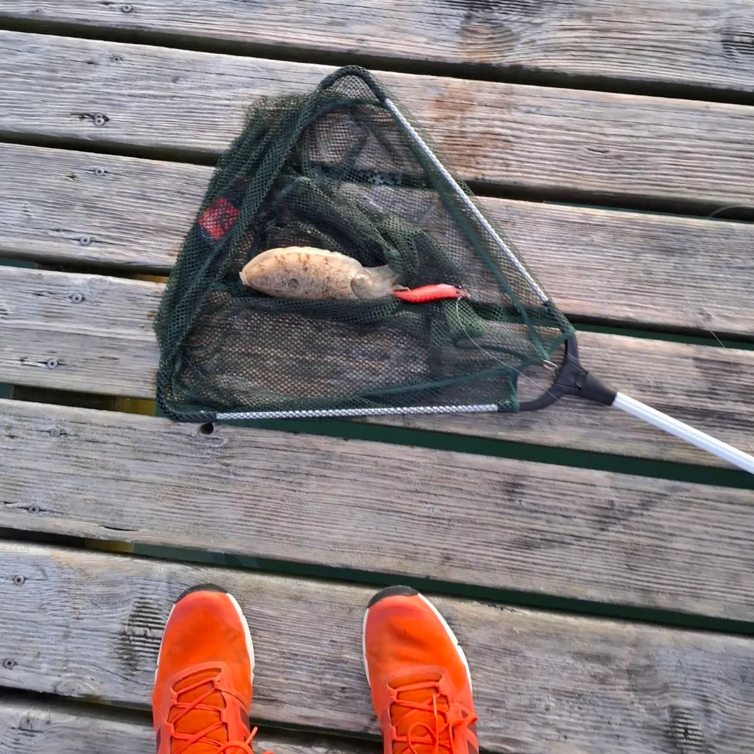 The most recent Common cuttlefish catches on Fishbrain