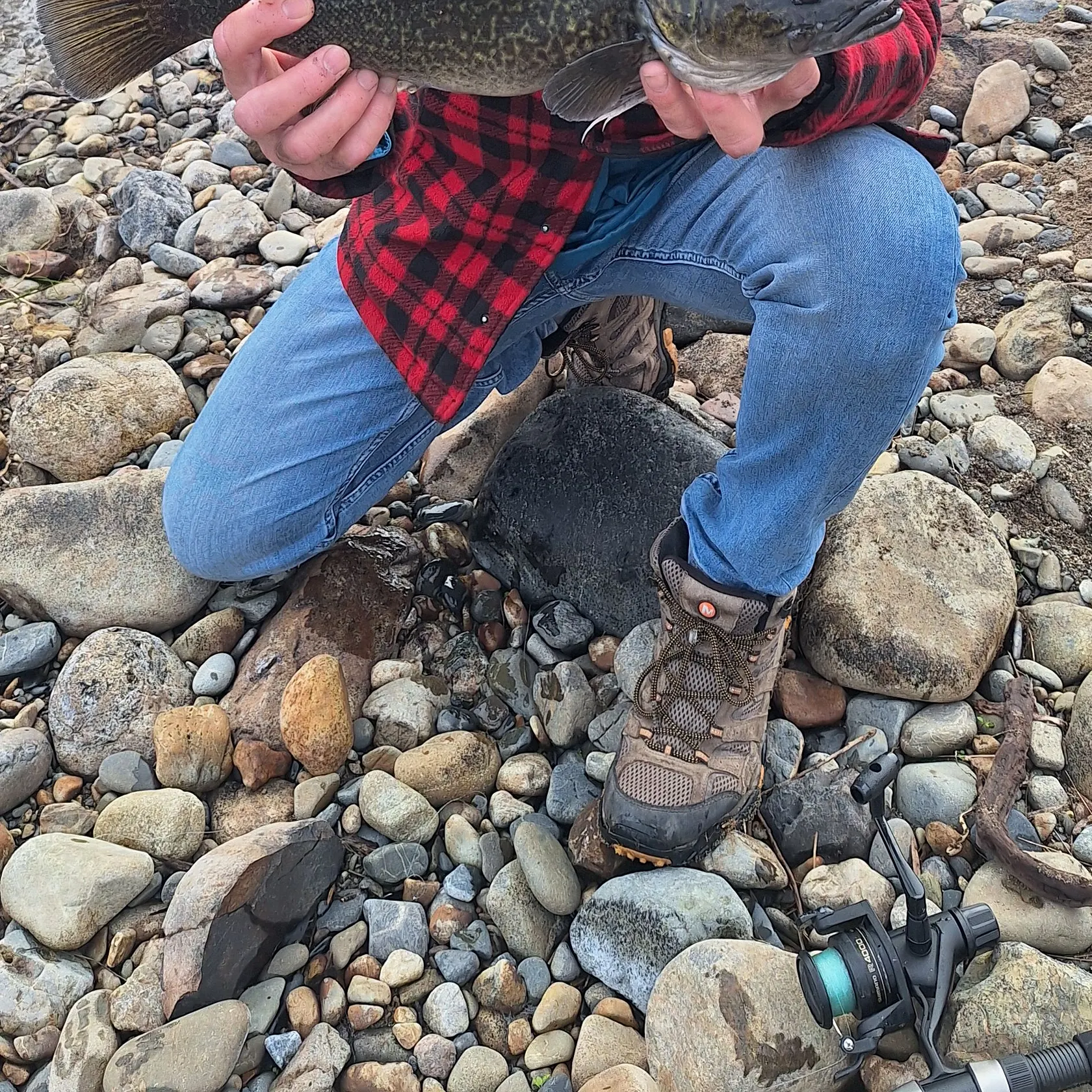 The most recent Clarence River cod catches on Fishbrain