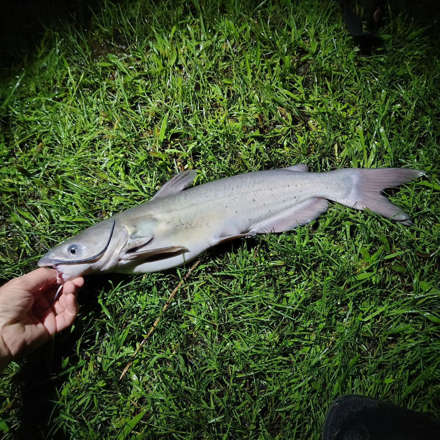 Channel catfish caught on Fishbrain