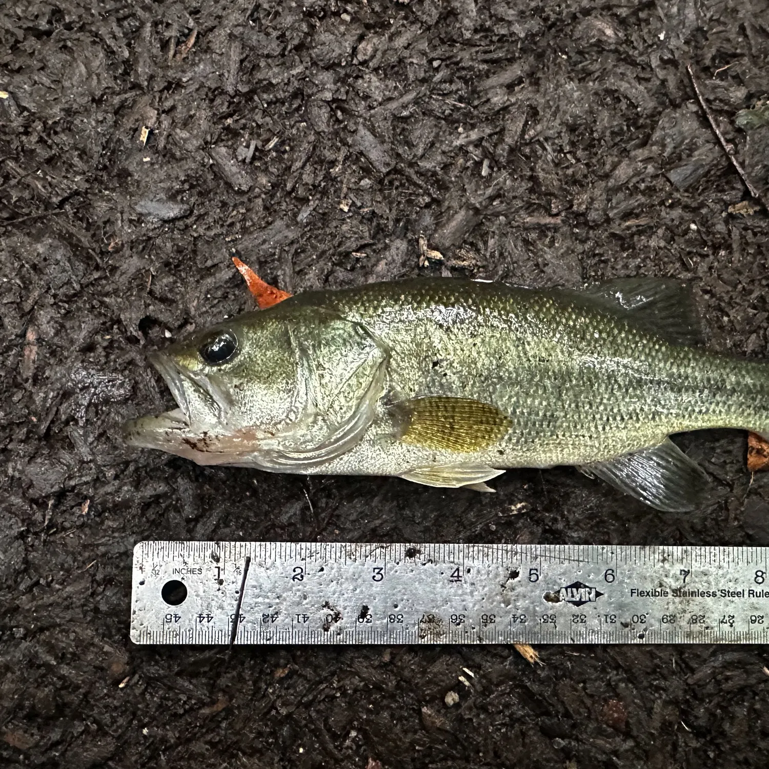 Largemouth bass caught on Fishbrain