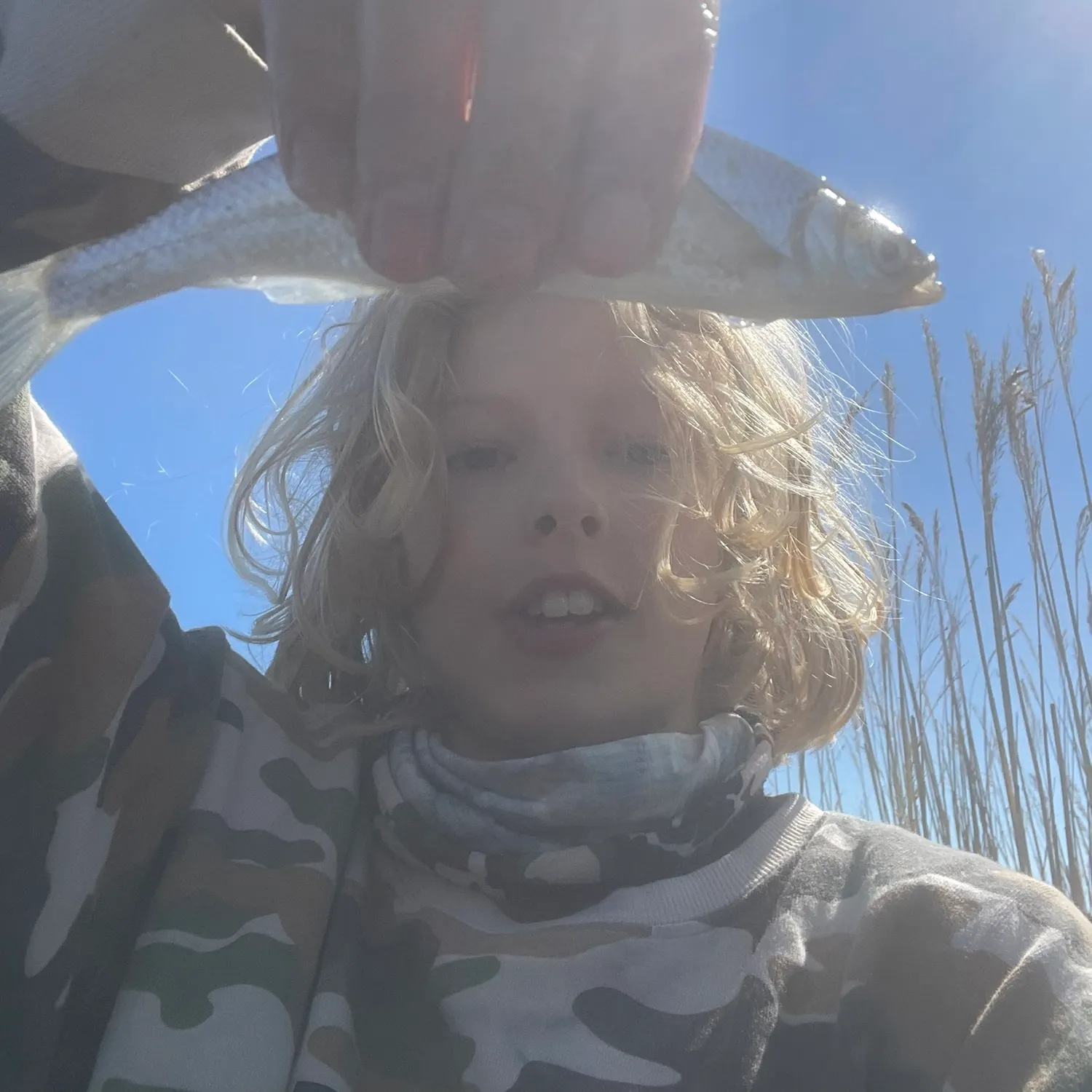 The most recent Common bleak catches on Fishbrain