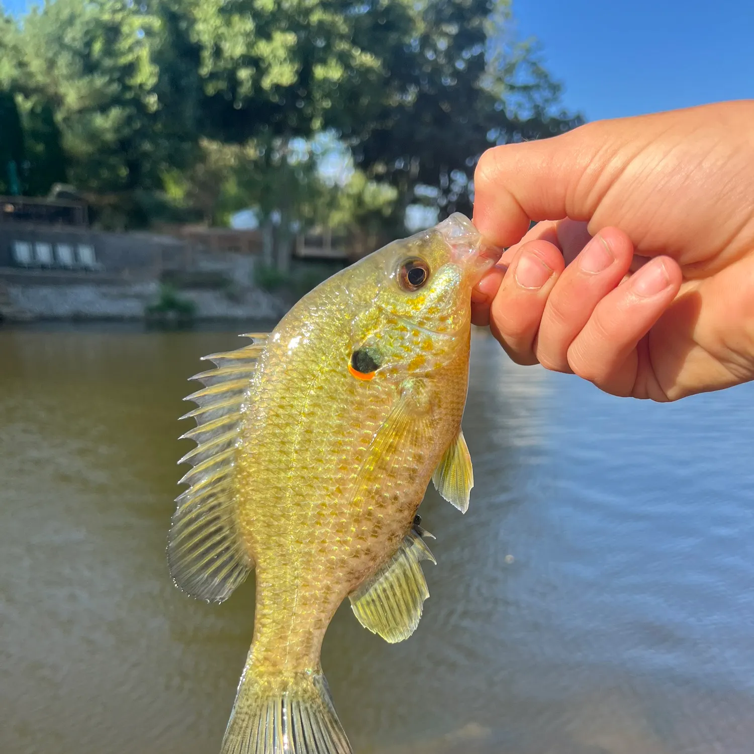 Redear sunfish caught on Fishbrain
