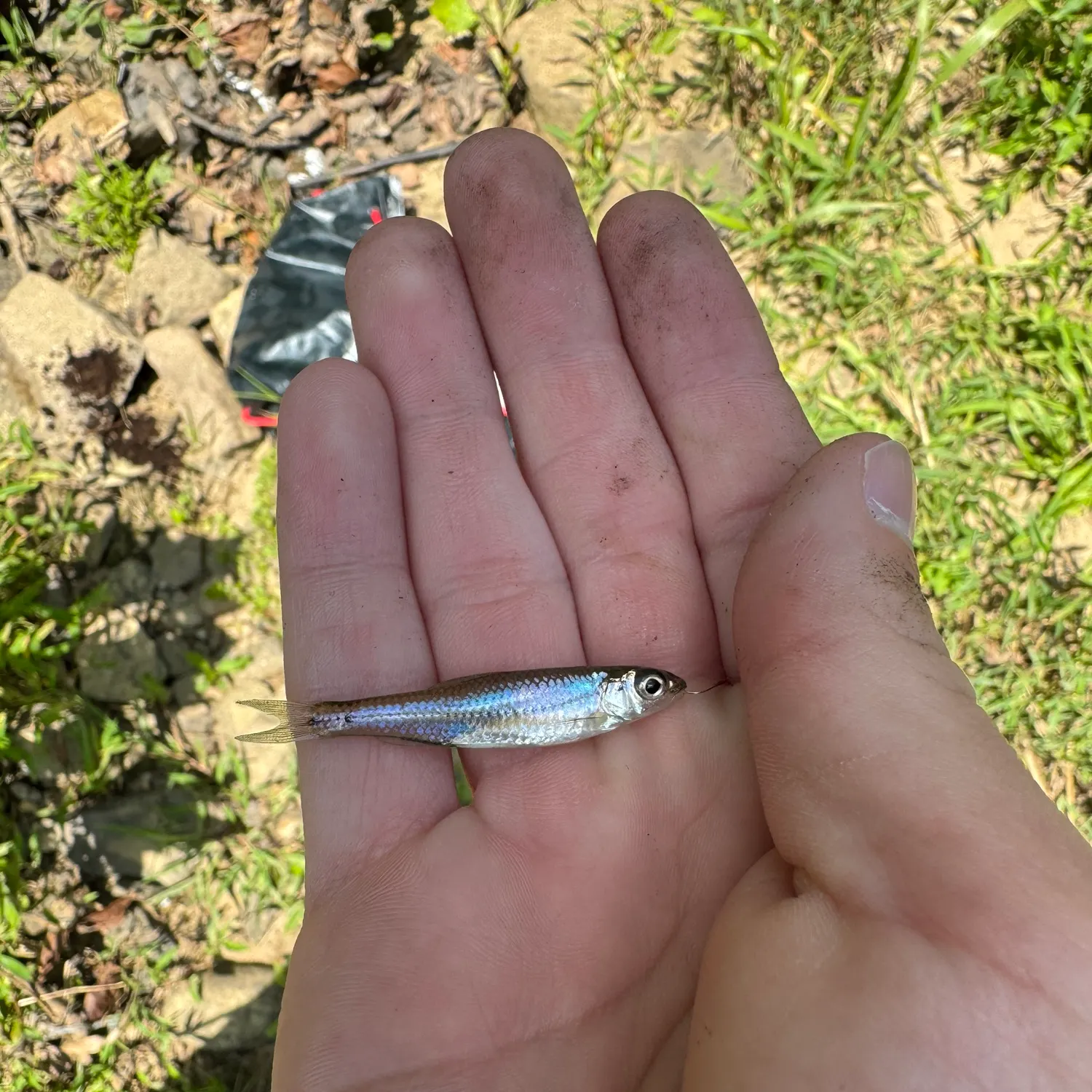 The most recent Mimic shiner catches on Fishbrain