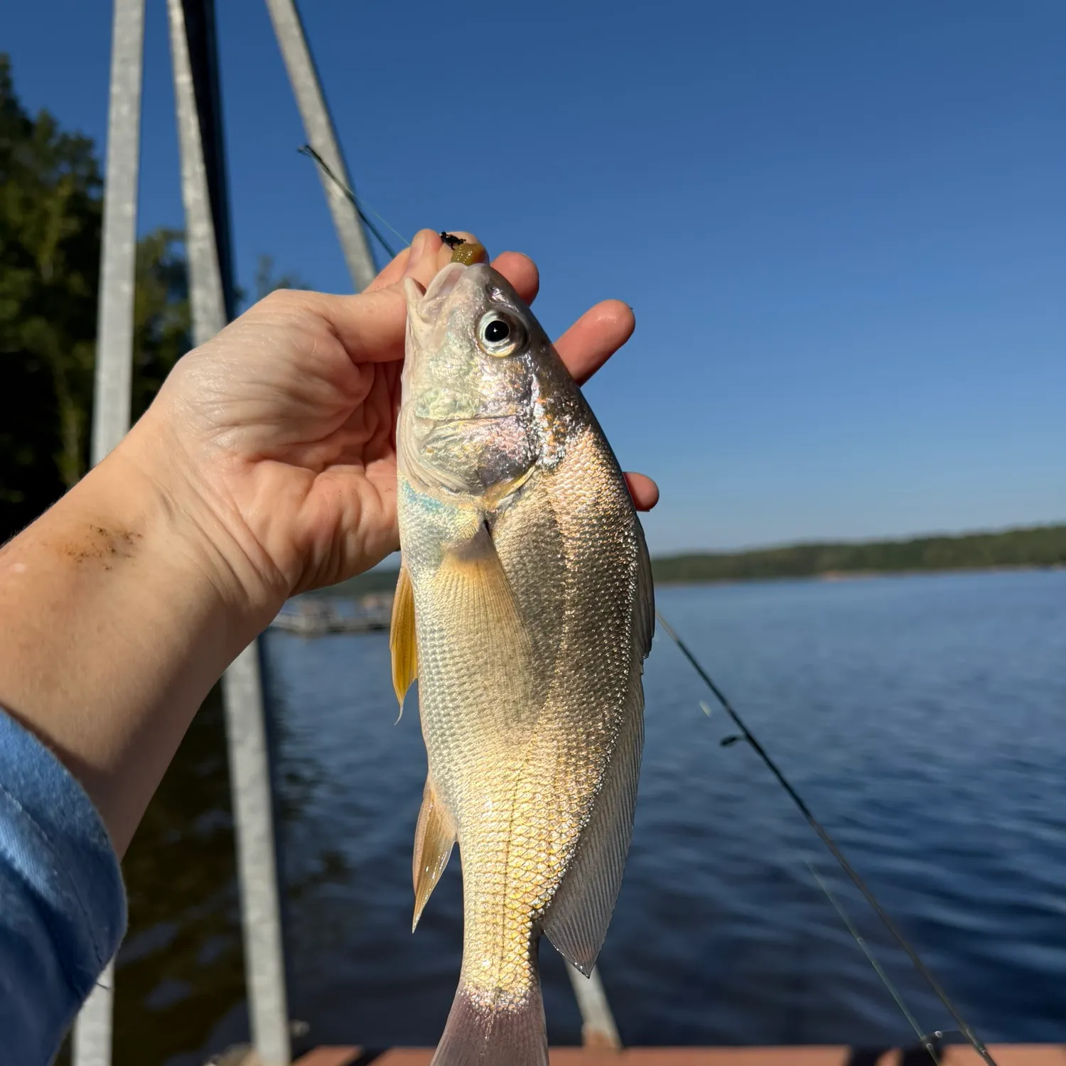 Freshwater drum caught on Fishbrain