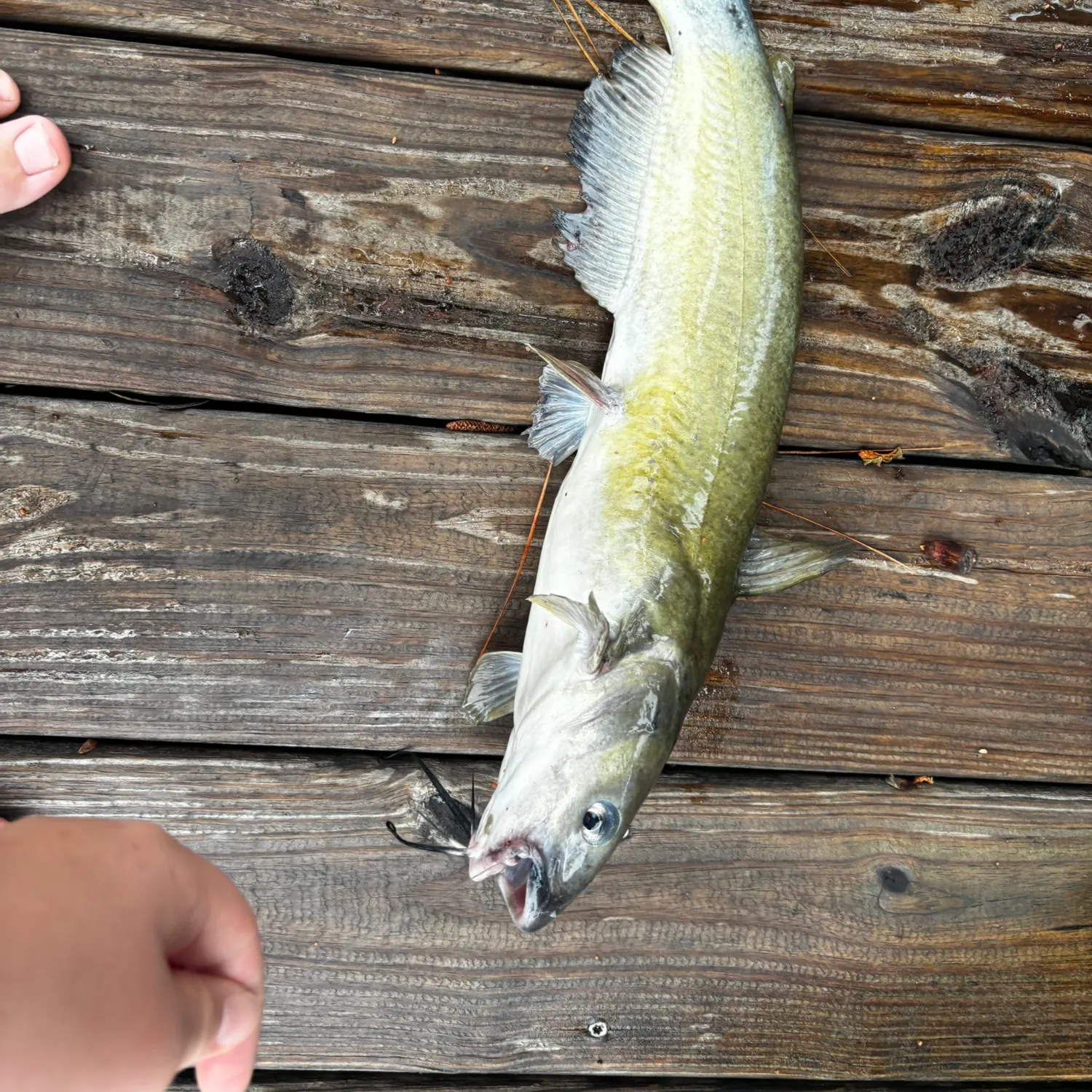 recently logged catches