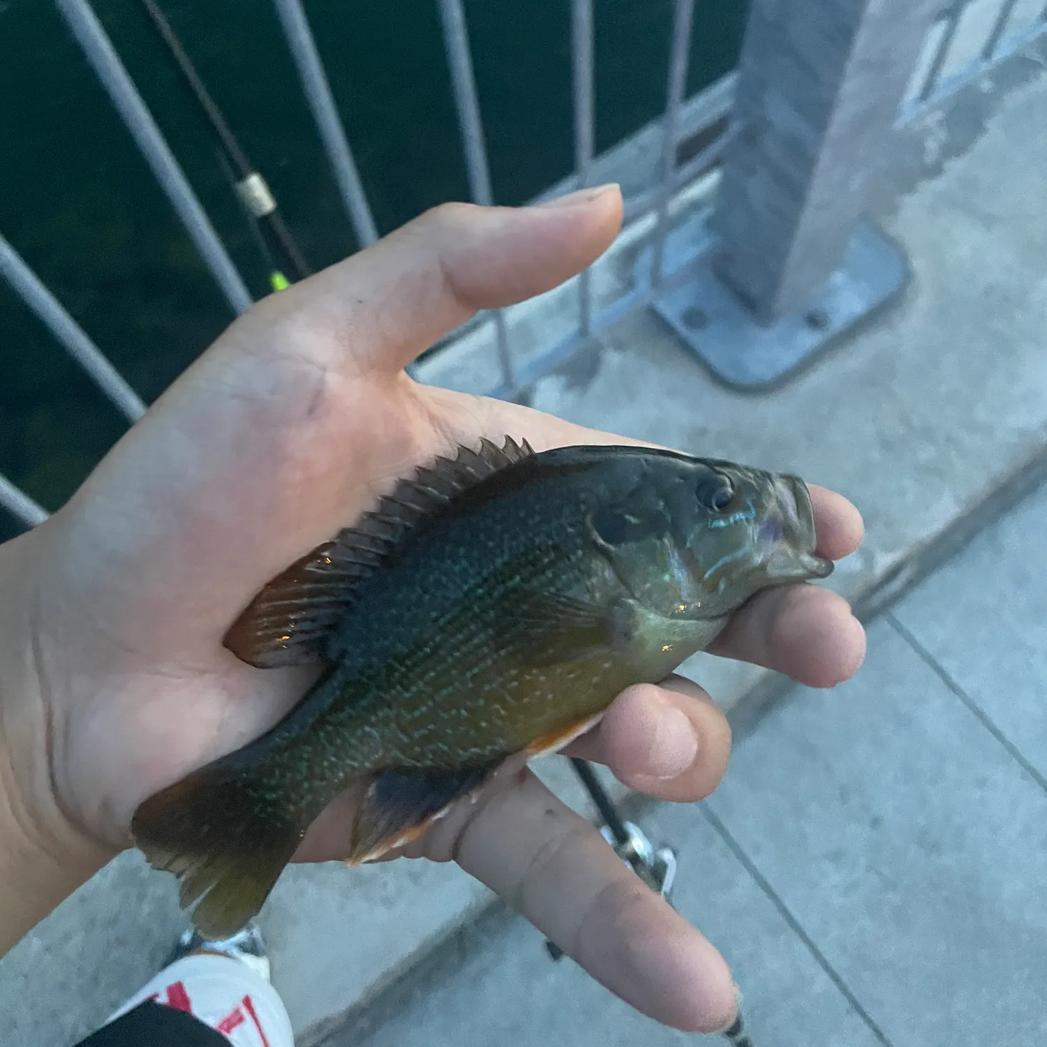 The most recent Pumpkinseed catches on Fishbrain