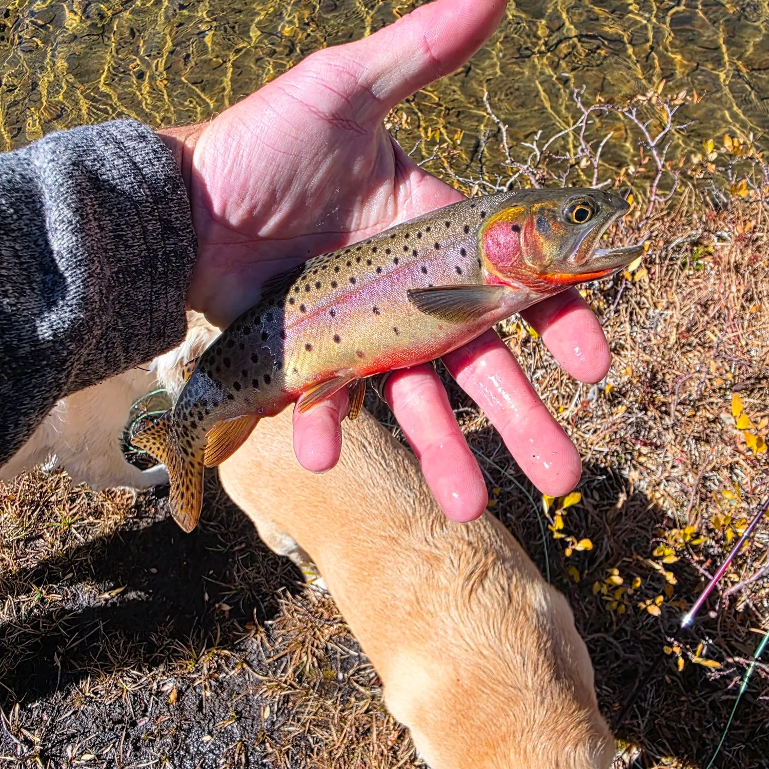 Cutthroat trout caught on Fishbrain