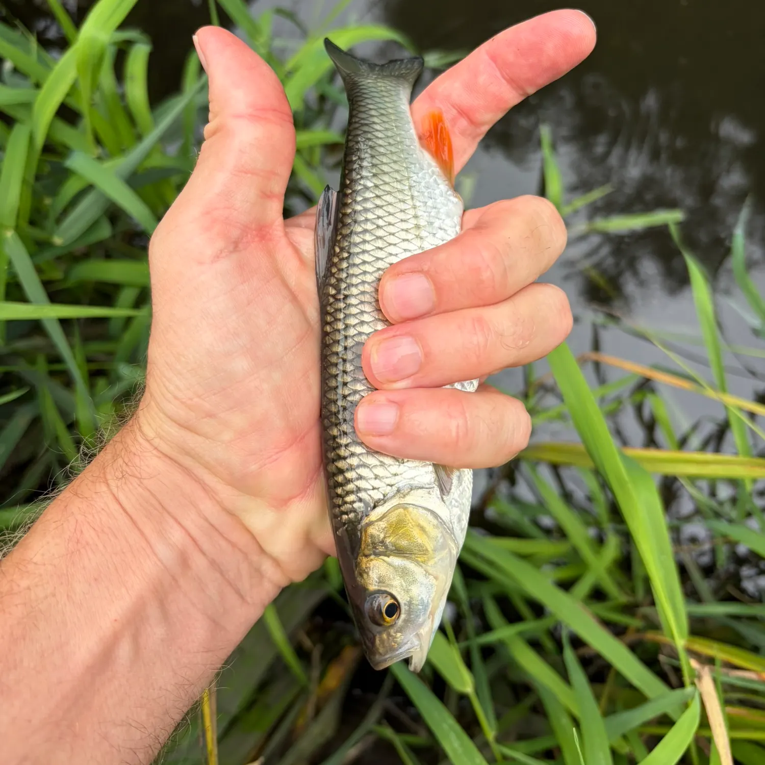 European chub caught on Fishbrain