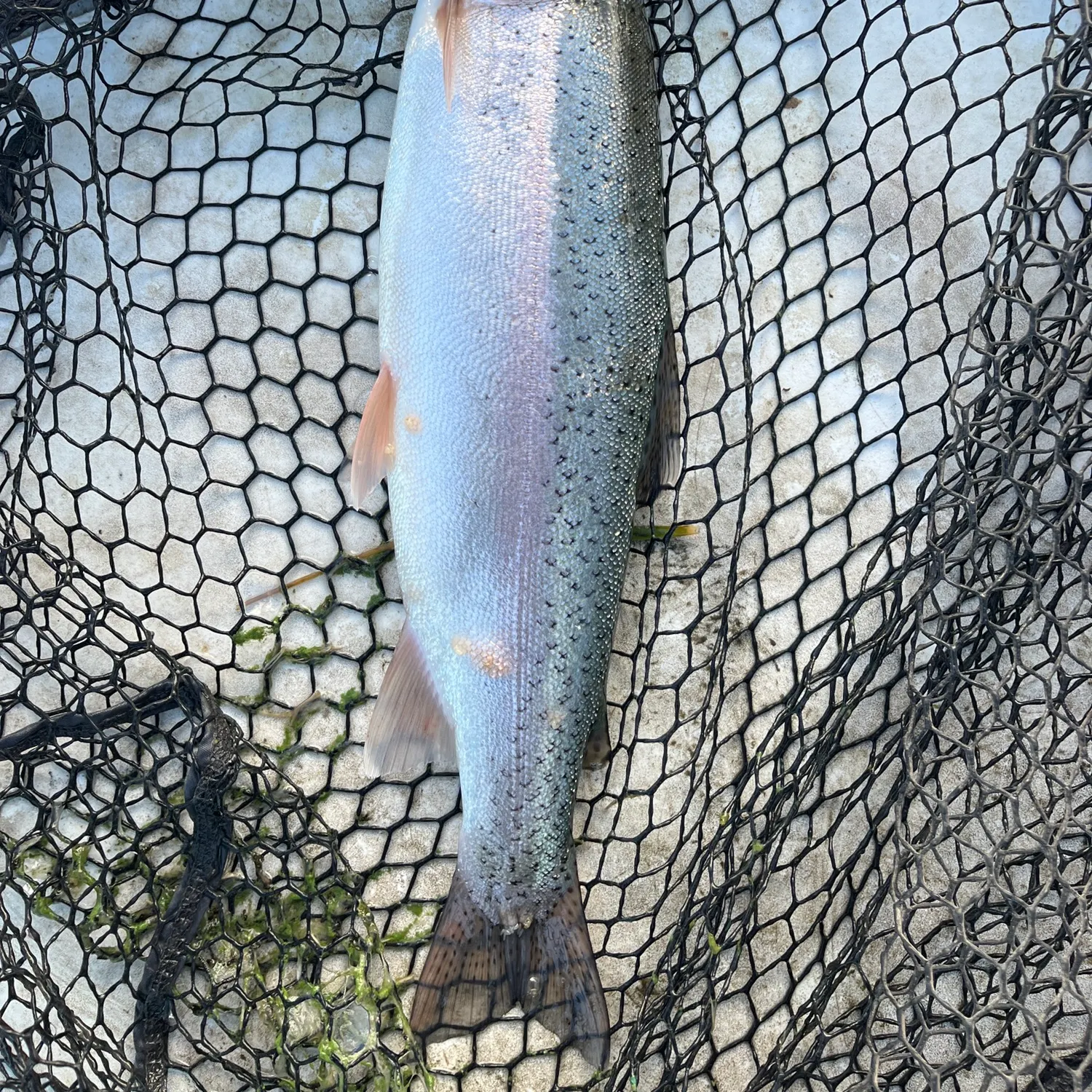 Rainbow trout caught on Fishbrain