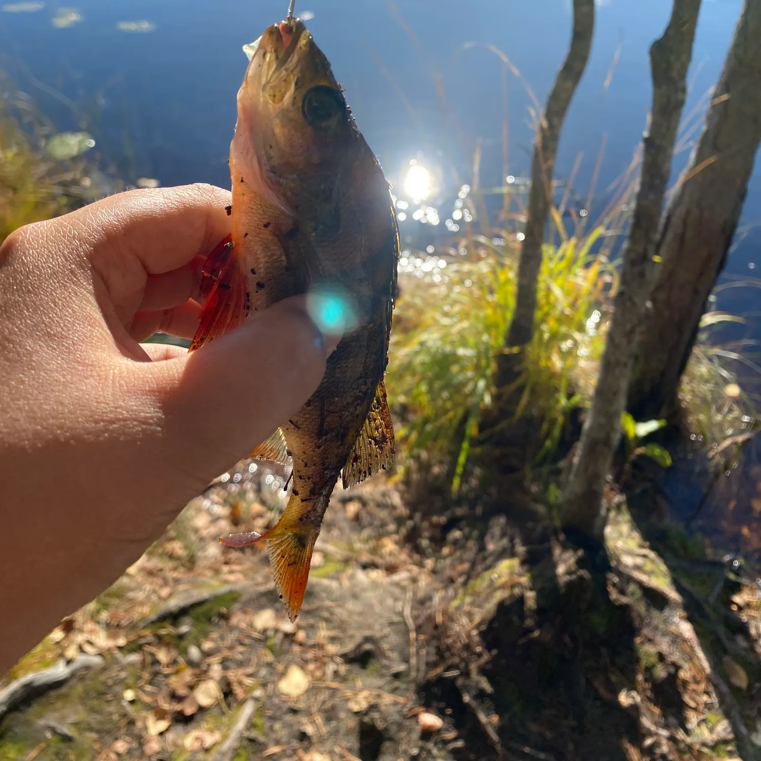 European perch caught on Fishbrain