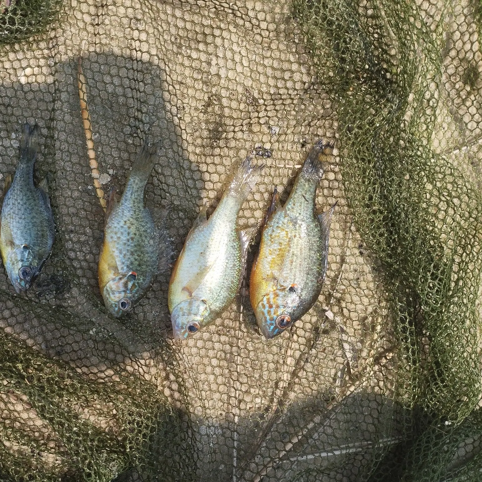 Pumpkinseed caught on Fishbrain