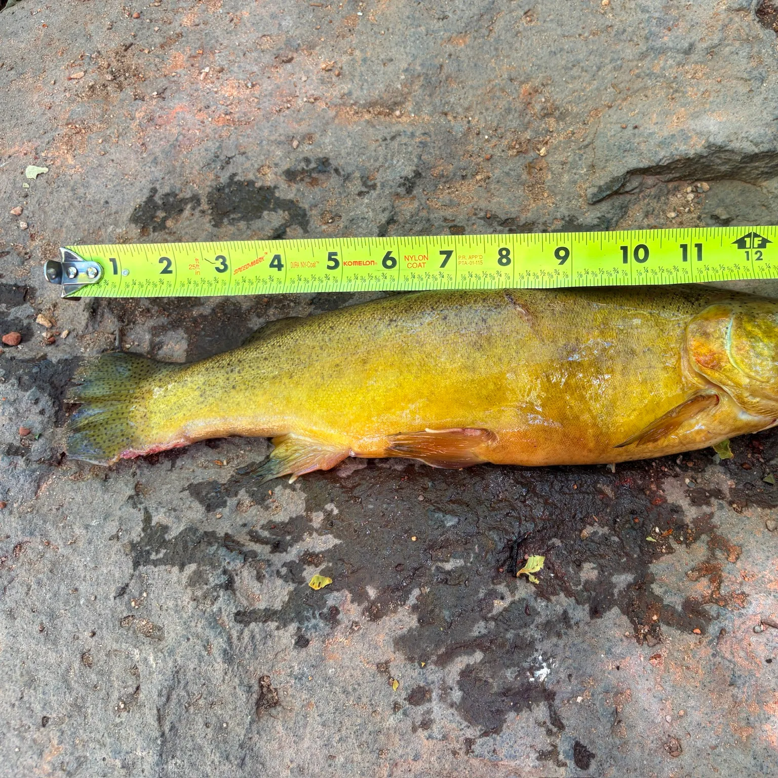 The most recent Gila trout catches on Fishbrain