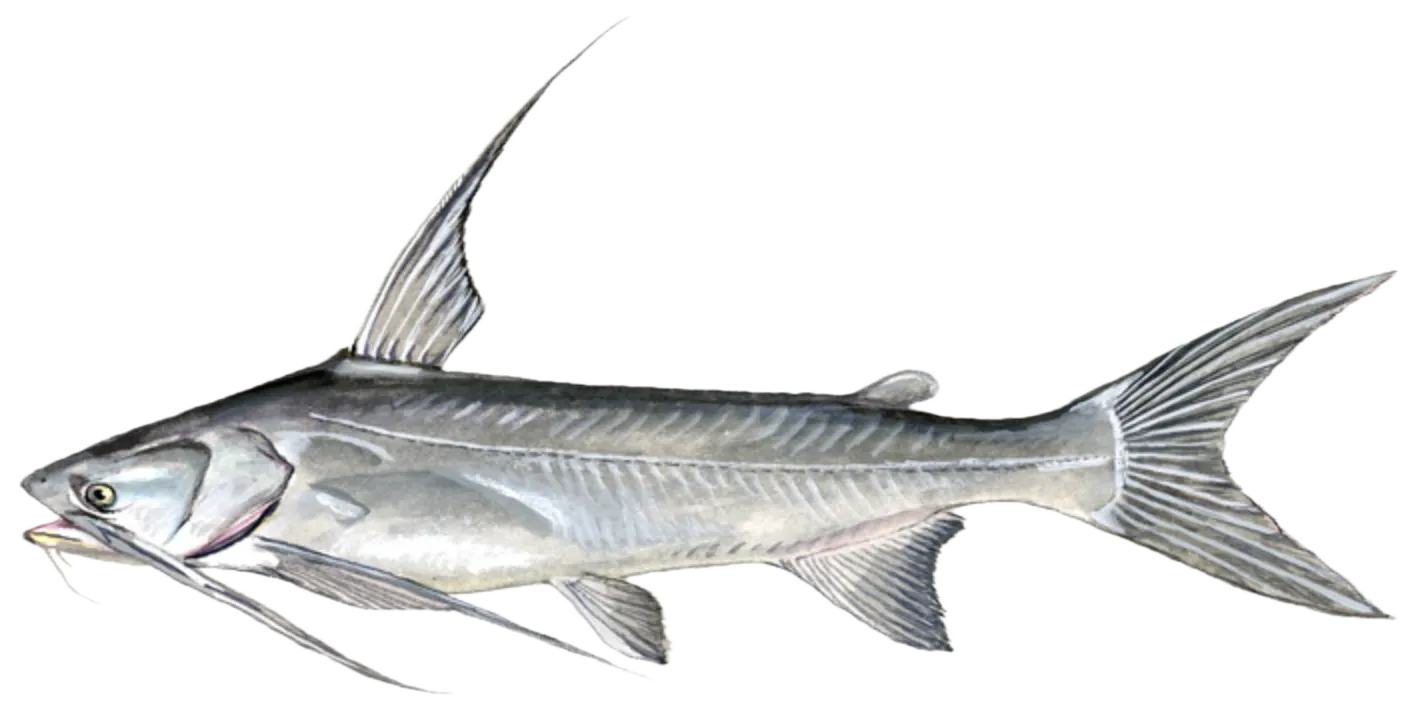 Gafftopsail sea catfish