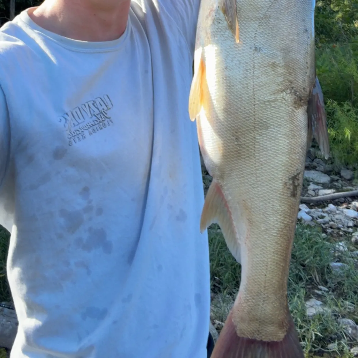 Silver carp caught on Fishbrain