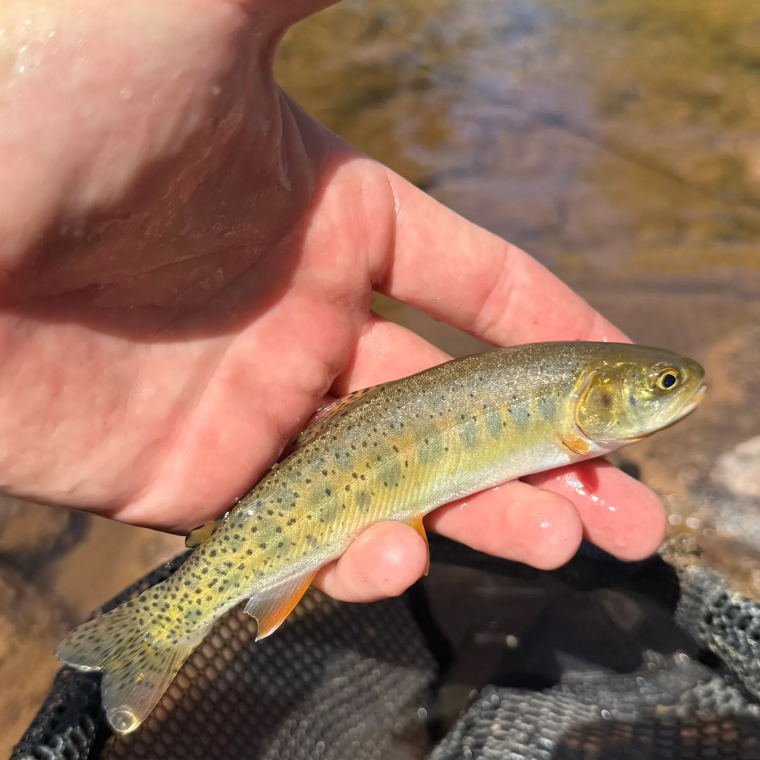 Colorado river cutthroat trout caught on Fishbrain